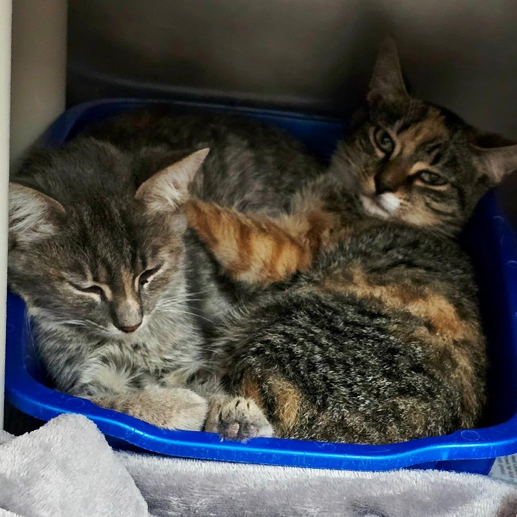 Enlarge Sally, a Adoptable Domestic Short Hair in Newport, NC image 6/6