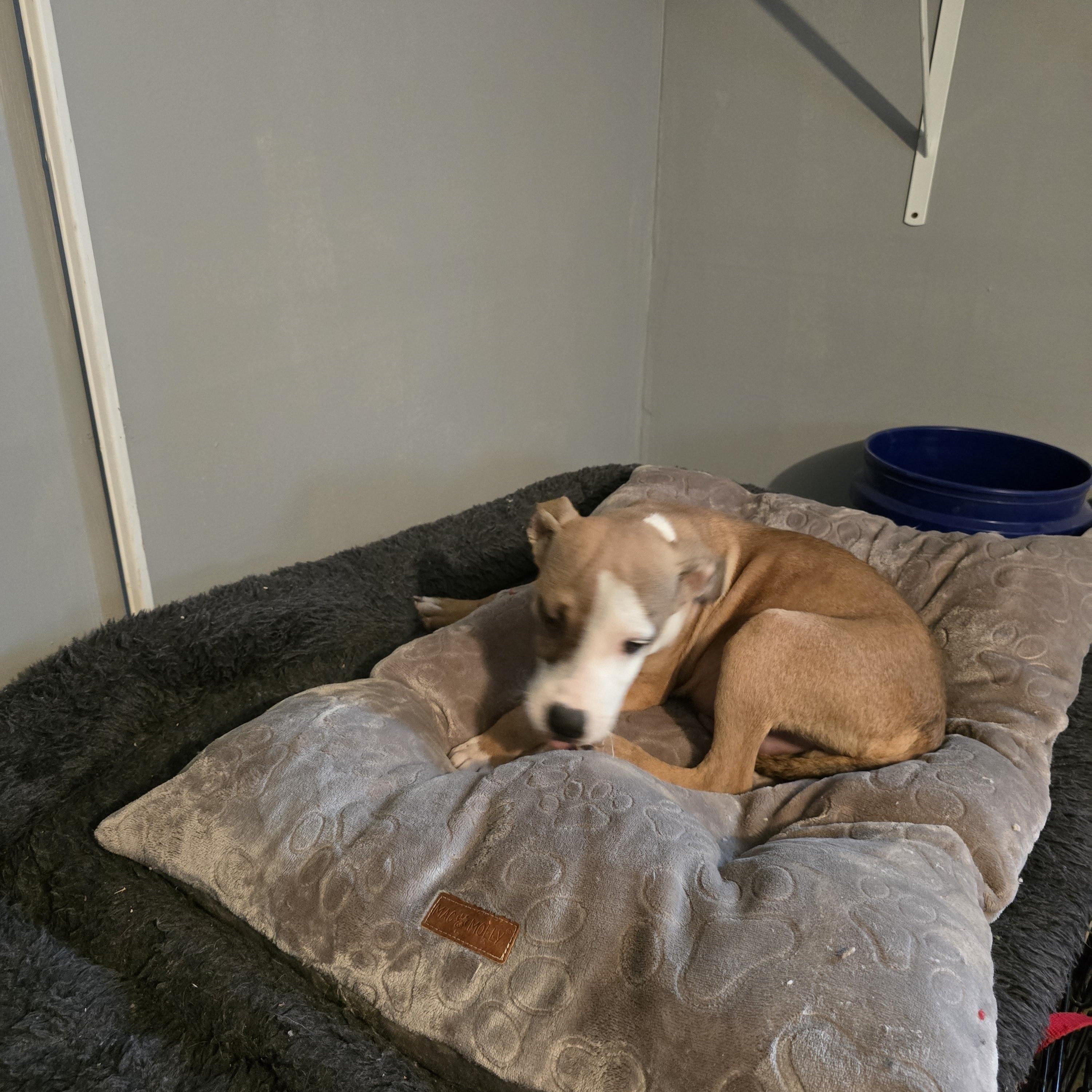 Dancer, ADOPTABLE, Young Male Boxer & Terrier.