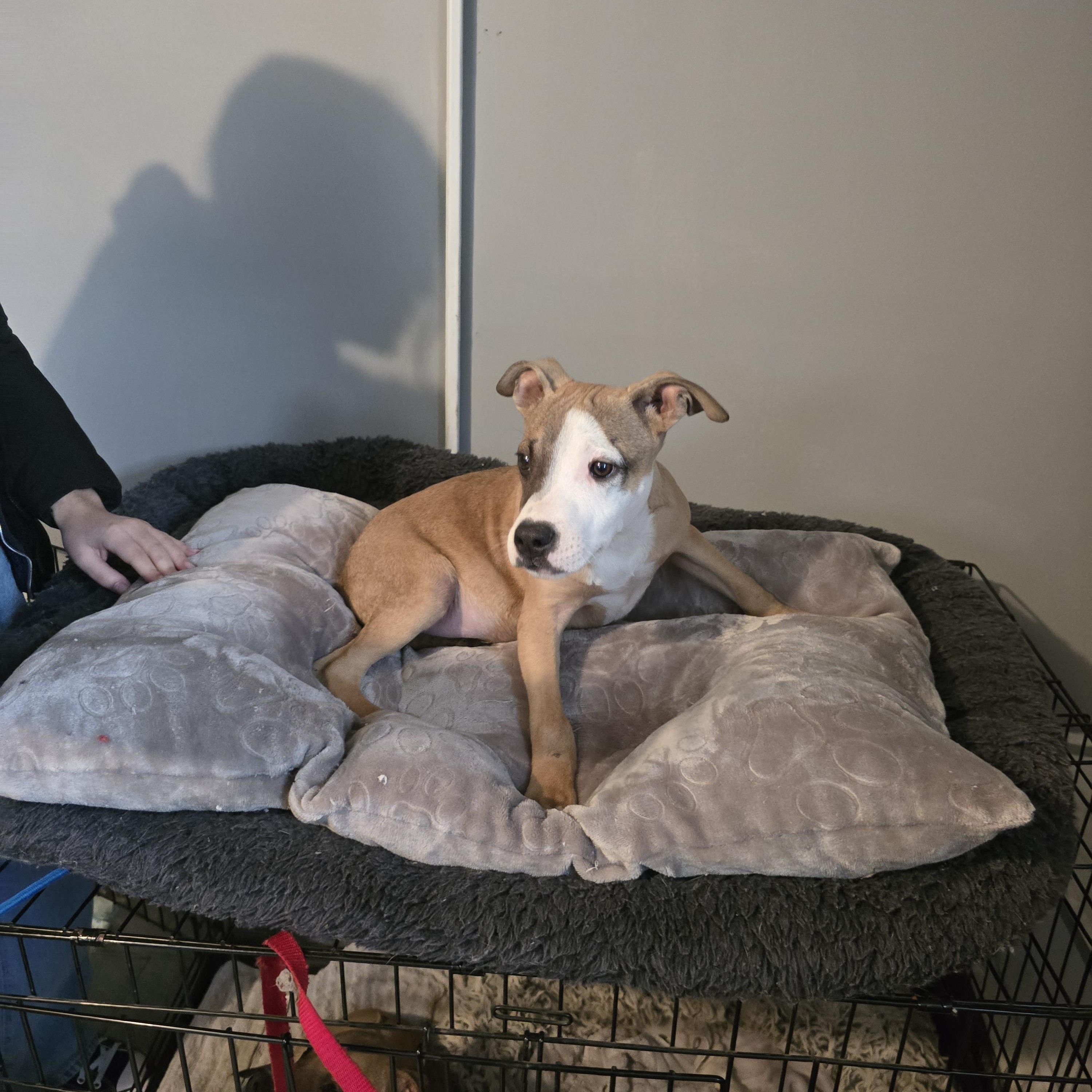 Enlarge Dancer, a ADOPTABLE mixed breed in Nyack, NY image 2/4