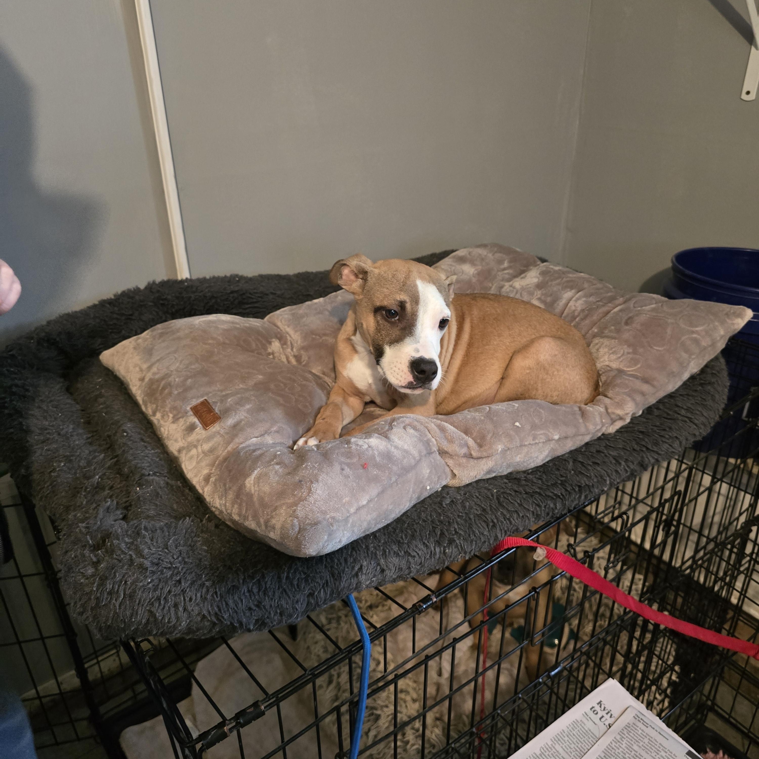 Enlarge Dancer, a ADOPTABLE mixed breed in Nyack, NY image 4/5