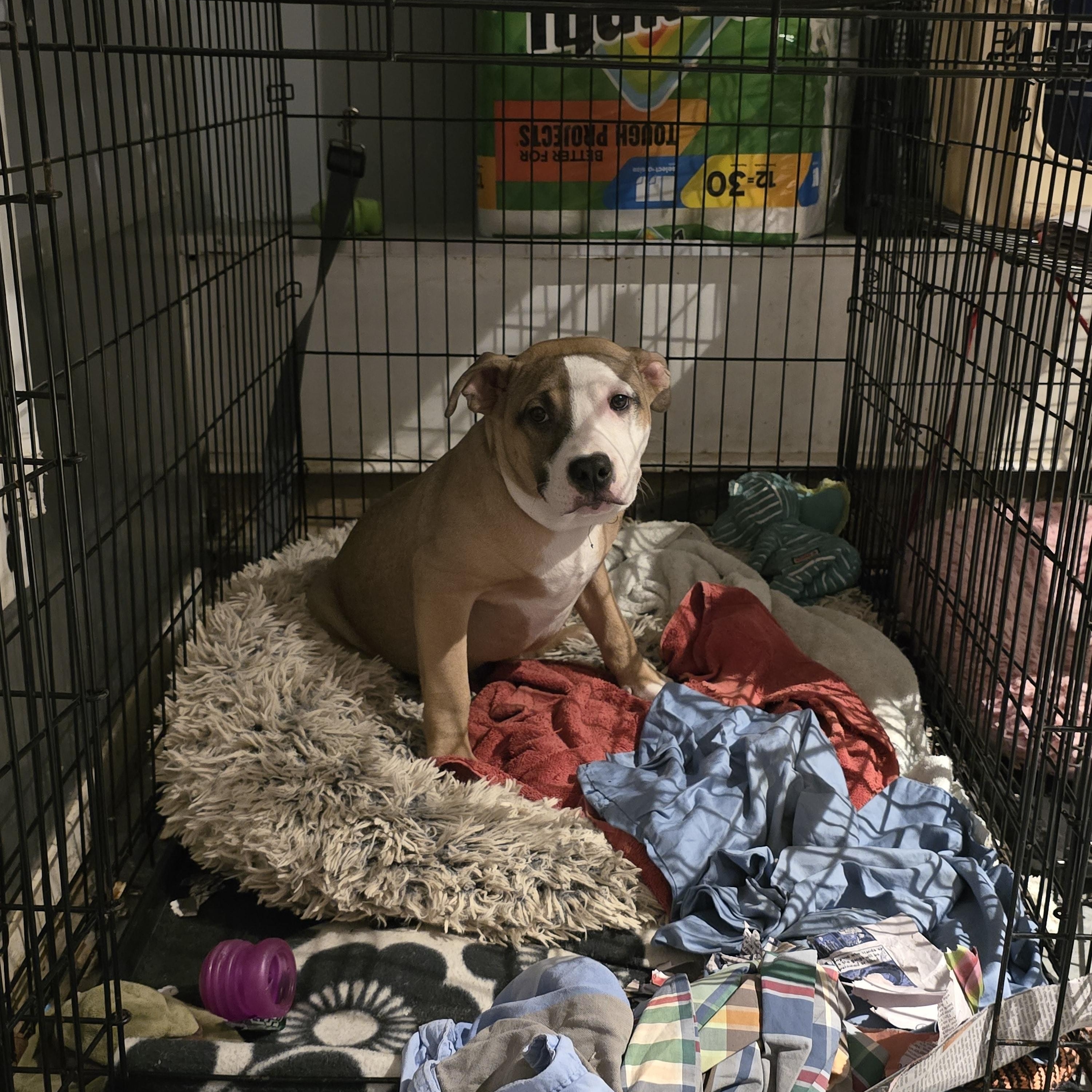 Enlarge Dancer, a ADOPTABLE mixed breed in Nyack, NY image 1/5