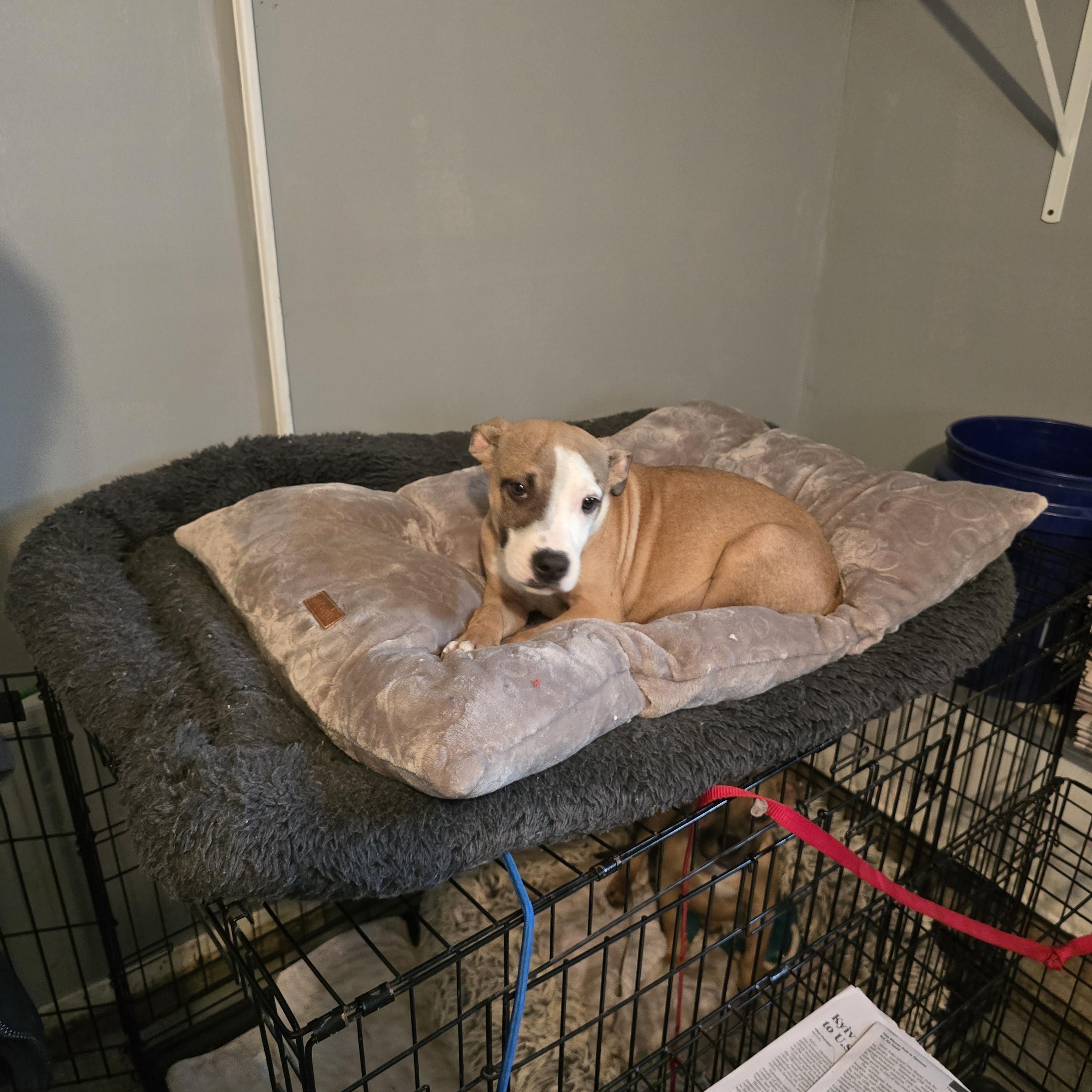 Enlarge Dancer, a ADOPTABLE mixed breed in Nyack, NY image 3/4