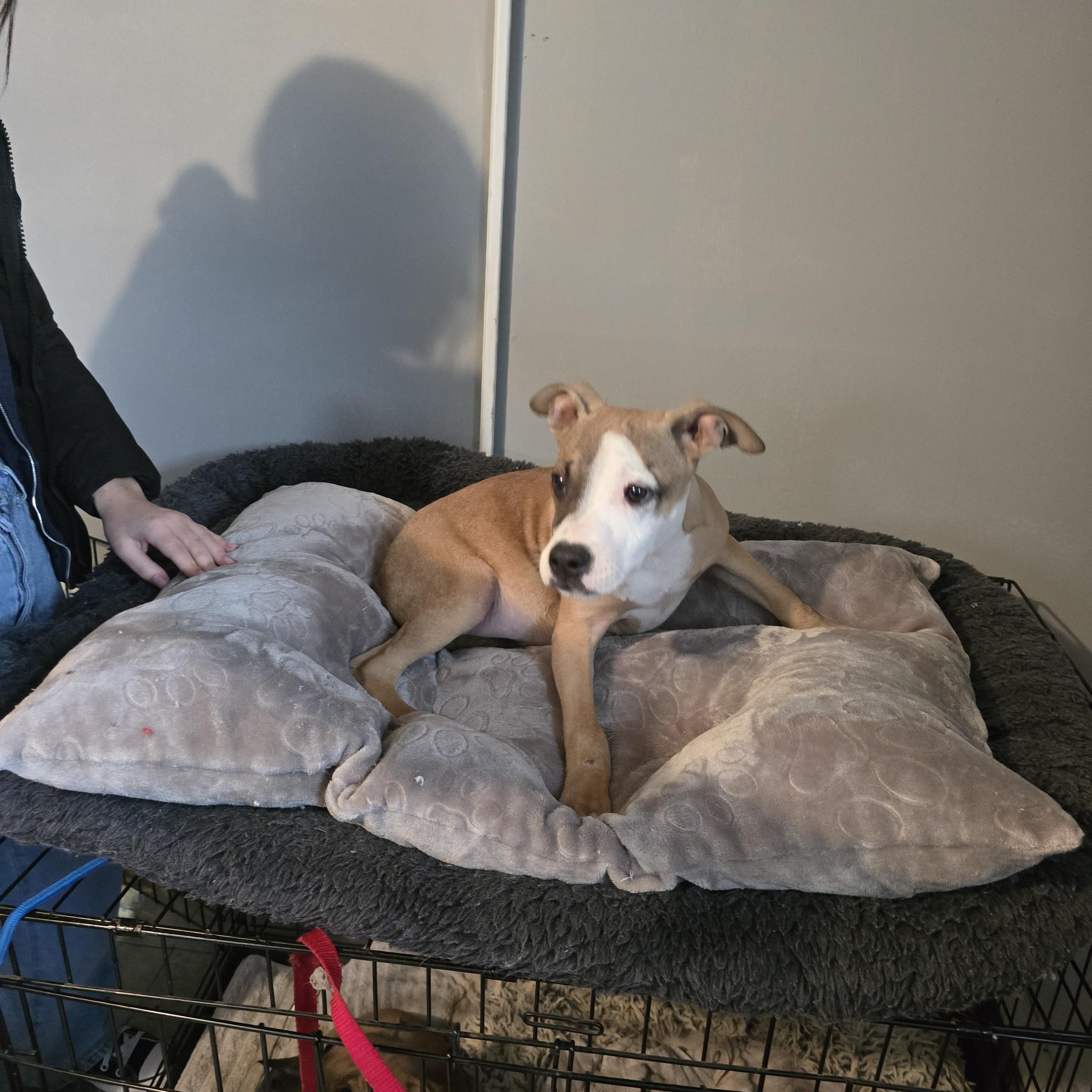 Enlarge Dancer, a ADOPTABLE mixed breed in Nyack, NY image 4/4