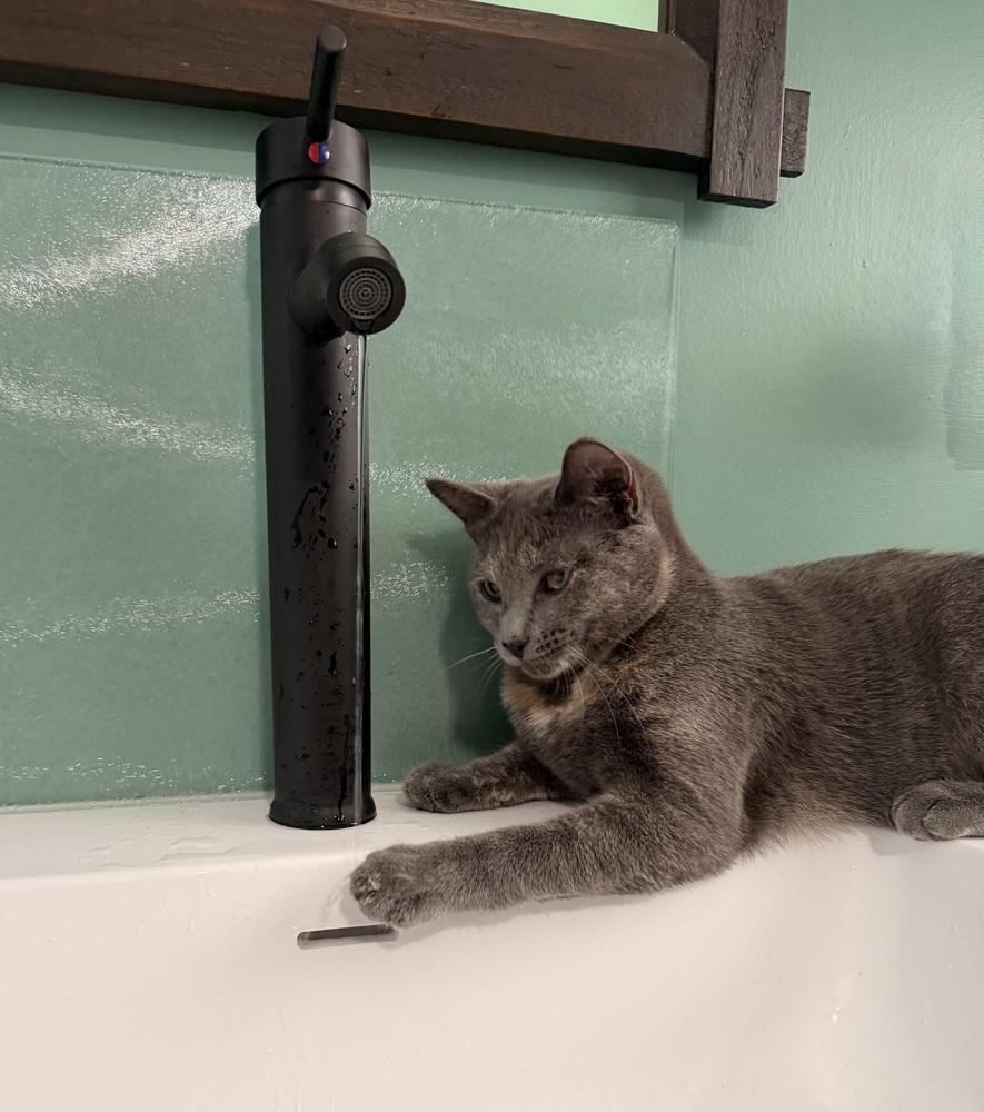 Enlarge Ruby, a Adoptable mixed breed in Olyphant, PA image 2/5