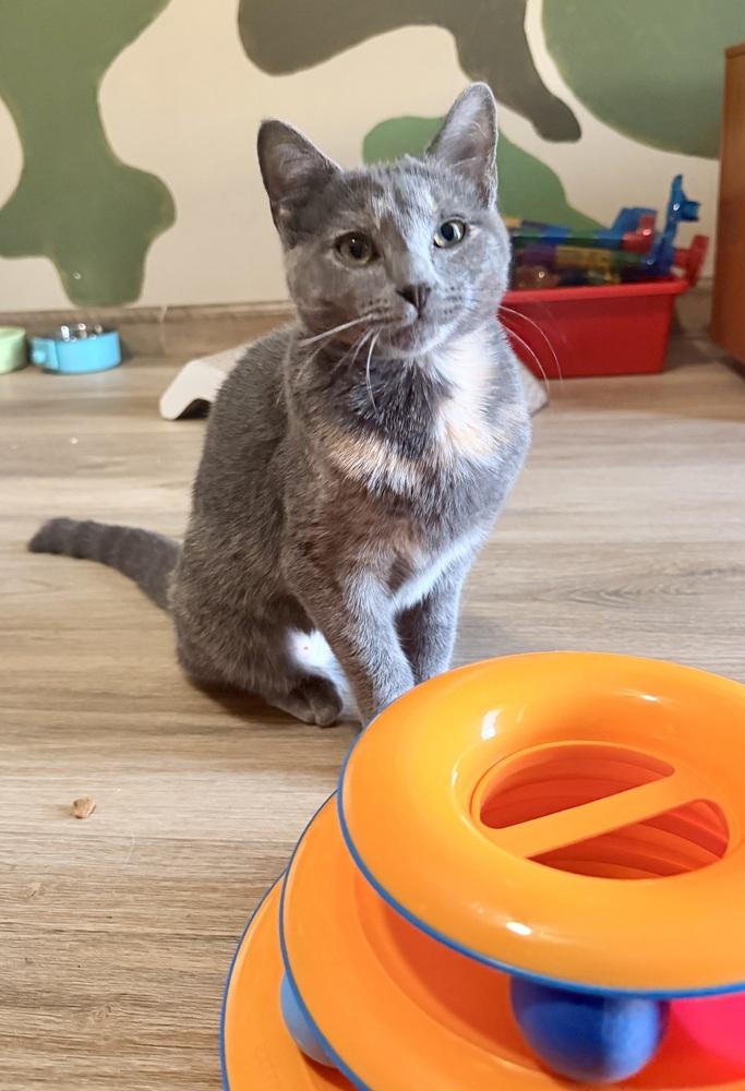 Enlarge Ruby, a Adoptable mixed breed in Olyphant, PA image 3/5