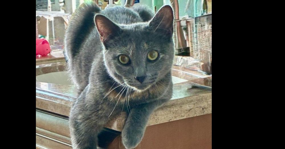 Enlarge Ruby, a Adoptable mixed breed in Olyphant, PA image 4/5