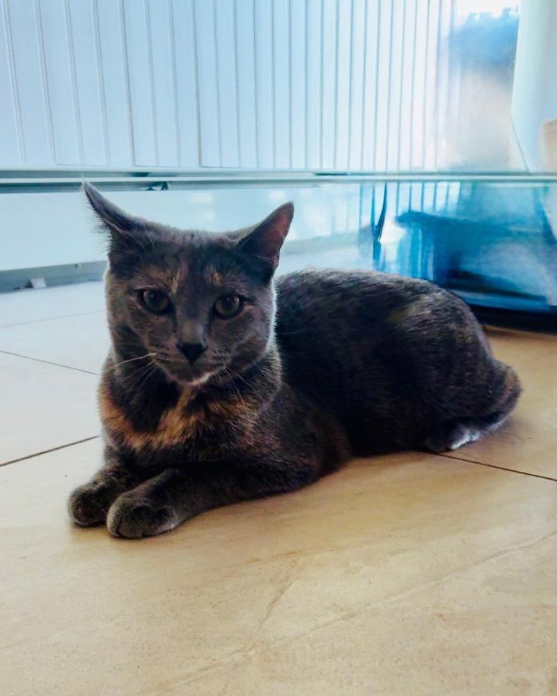 Enlarge Ruby, a Adoptable mixed breed in Olyphant, PA image 5/5