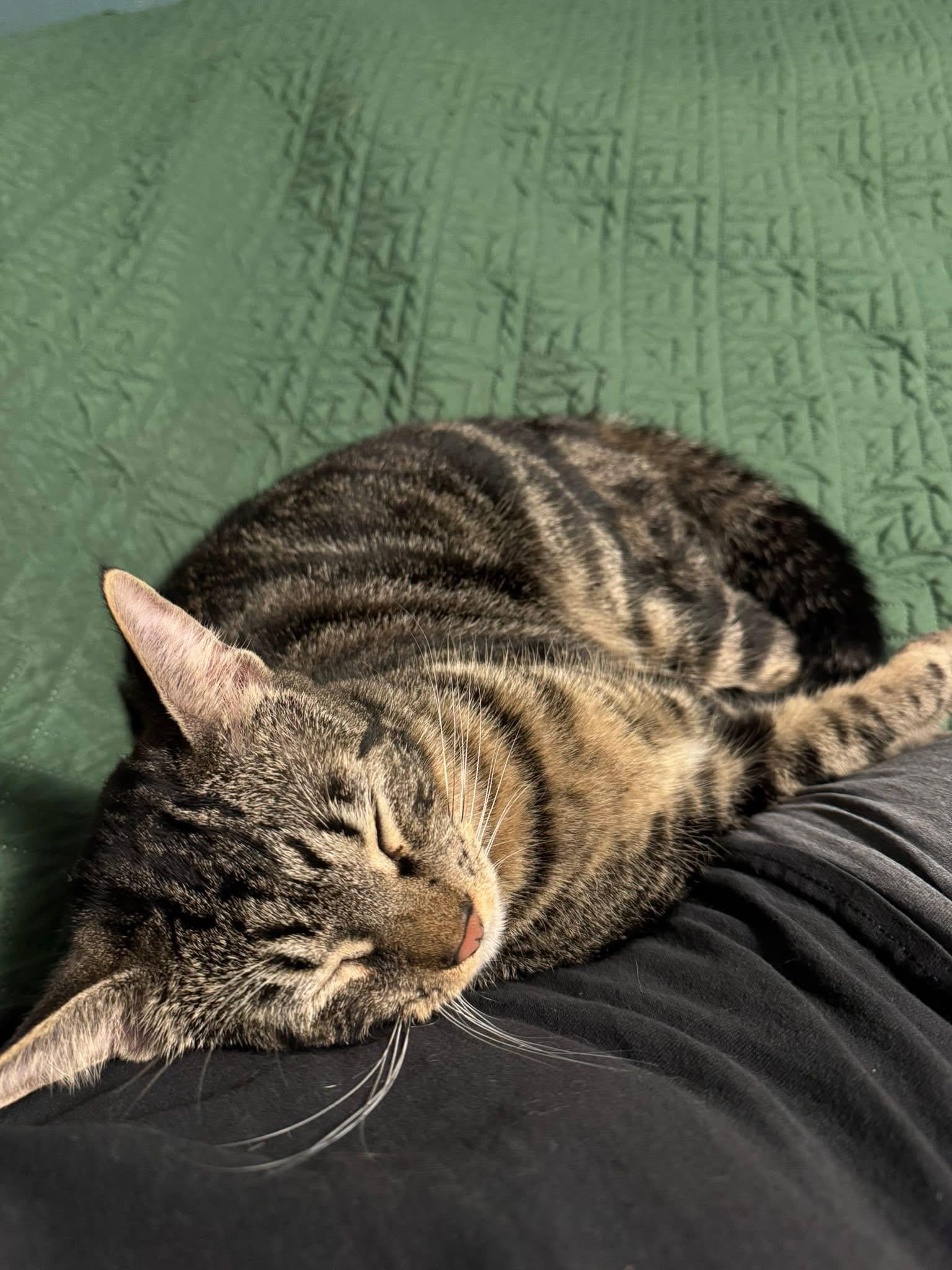 Enlarge Sergio & Bean, a Adoptable Domestic Medium Hair in farmington, CT image 5/6