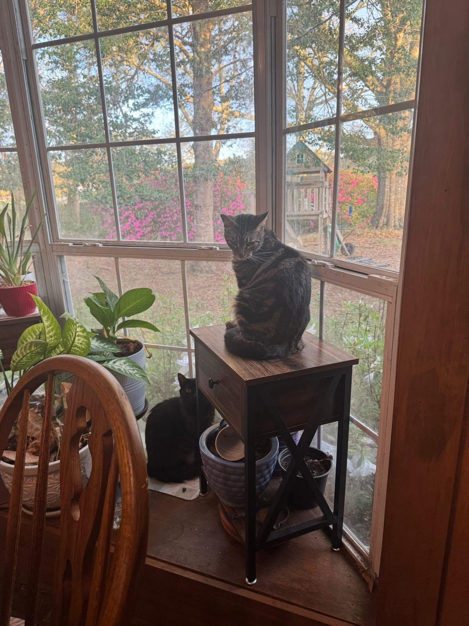 Enlarge Sergio & Bean, a Adoptable Domestic Medium Hair in farmington, CT image 4/6