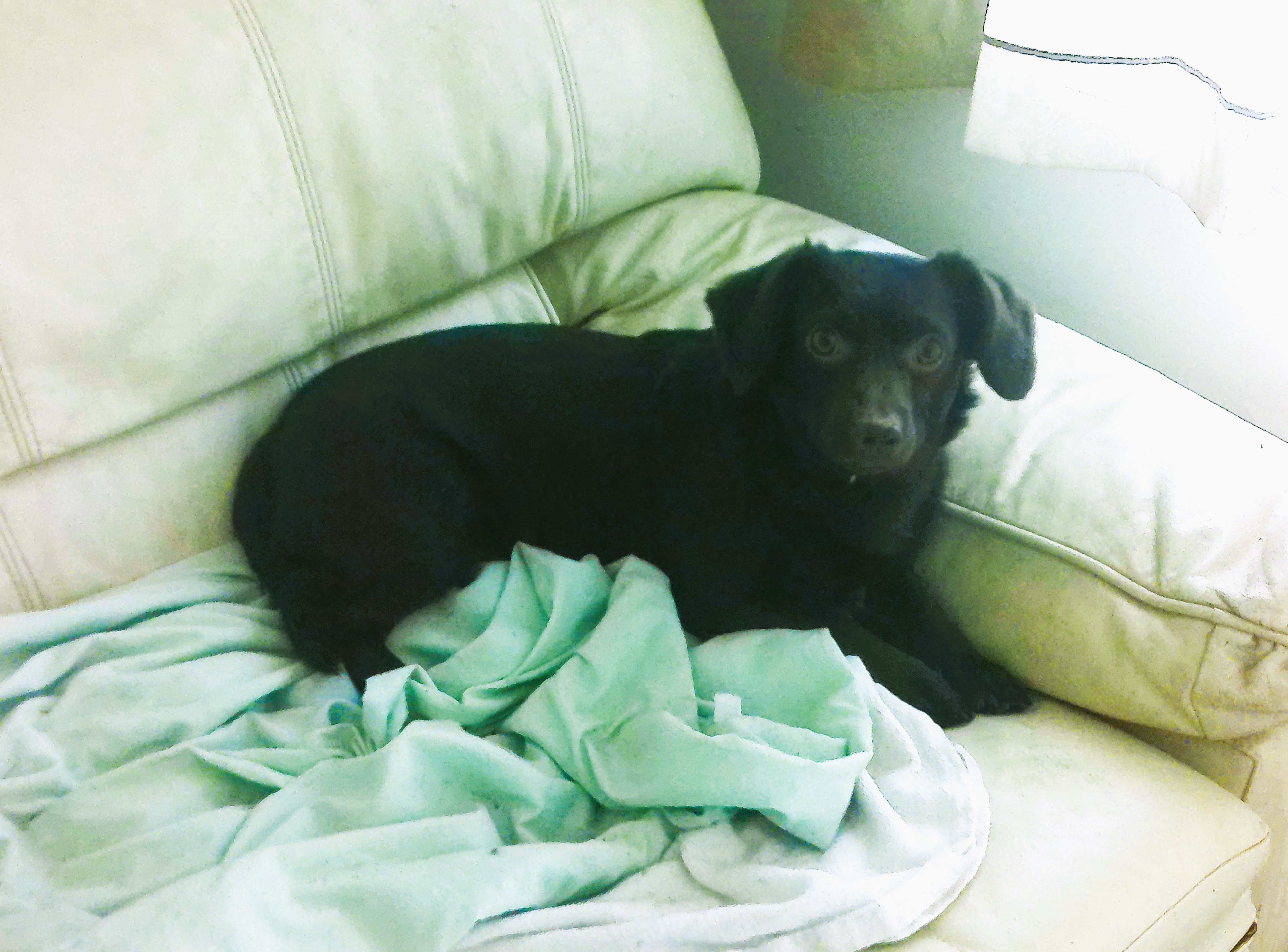 Schroeder, Adoptable, Adult Male Dachshund.