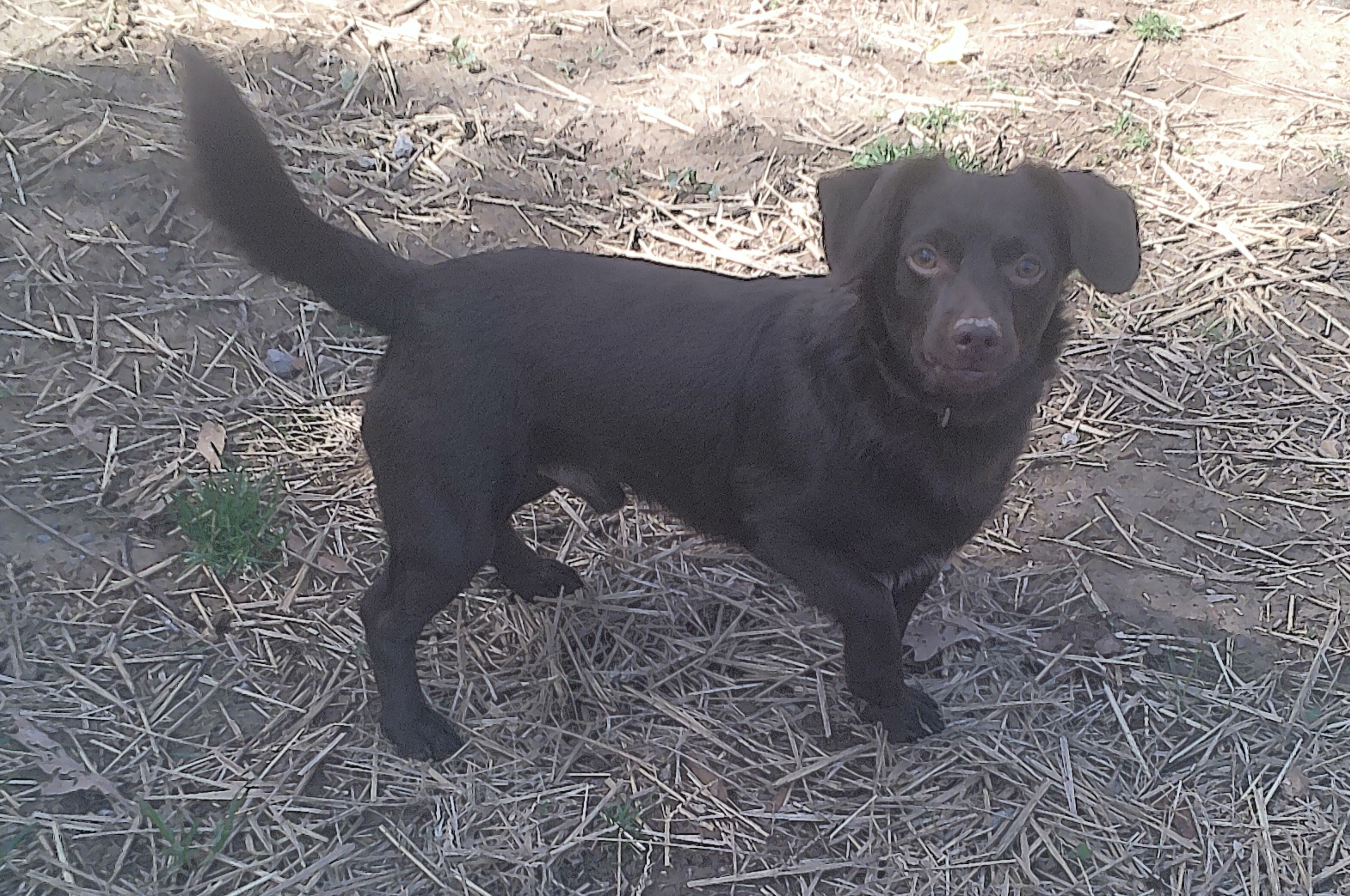 Schroeder, a Adoptable mixed breed in Guntersville, AL image 2/2