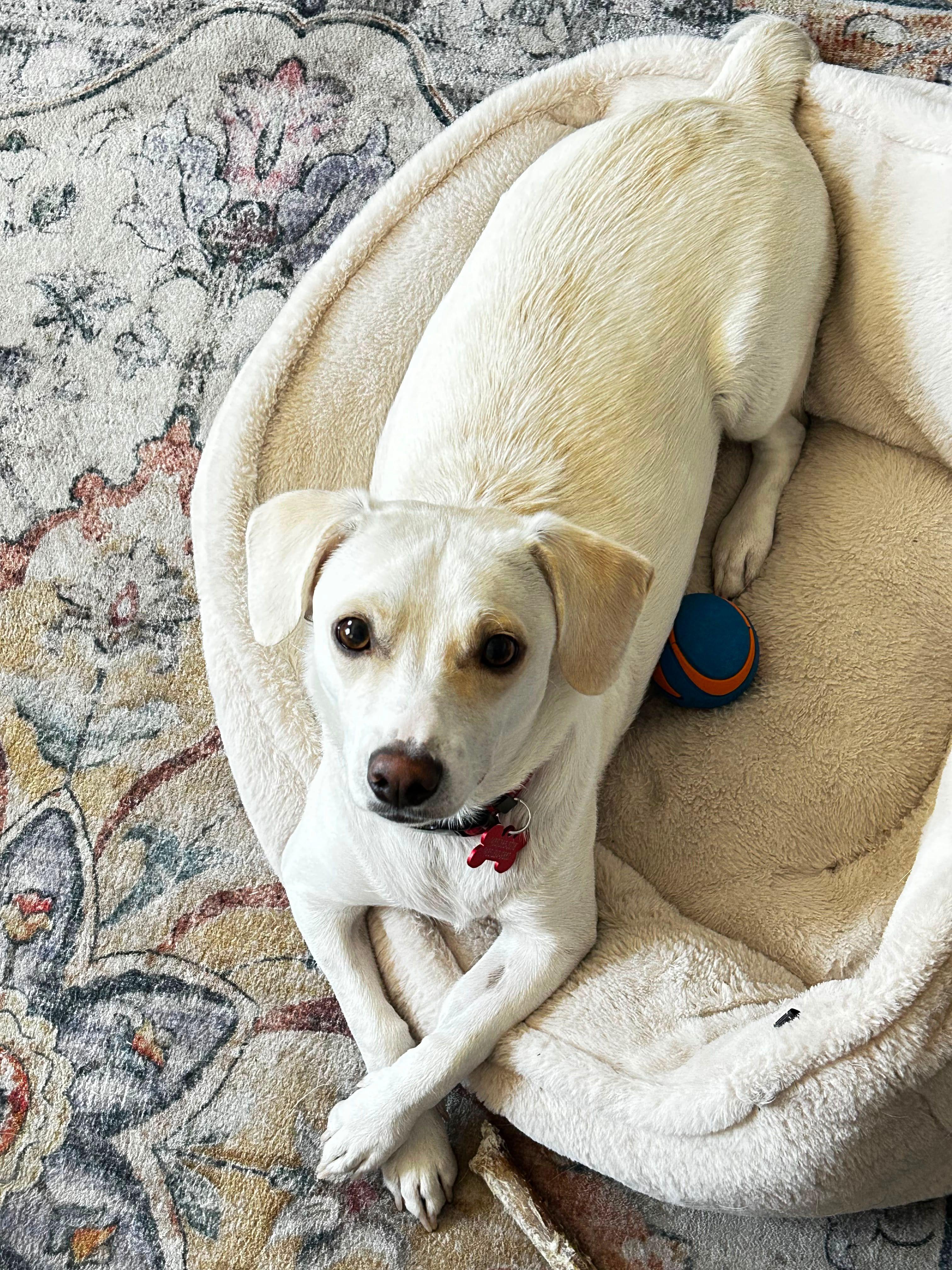 Joey, ADOPTABLE, Young Male Chihuahua.
