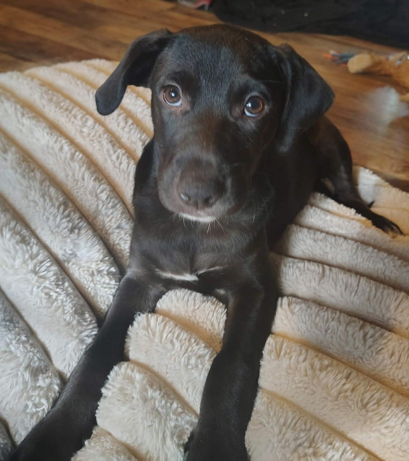 Enlarge Junie (HERE IN NH), an adopted Mixed Breed in Northwood, NH image 1/1