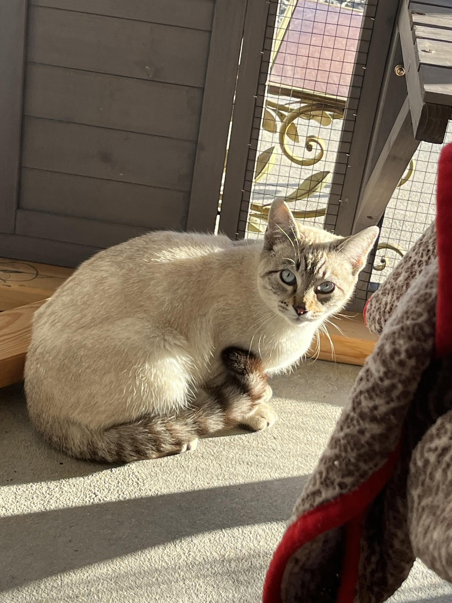 Enlarge Jinx, a Adoptable Siamese in Torrey, UT image 1/1