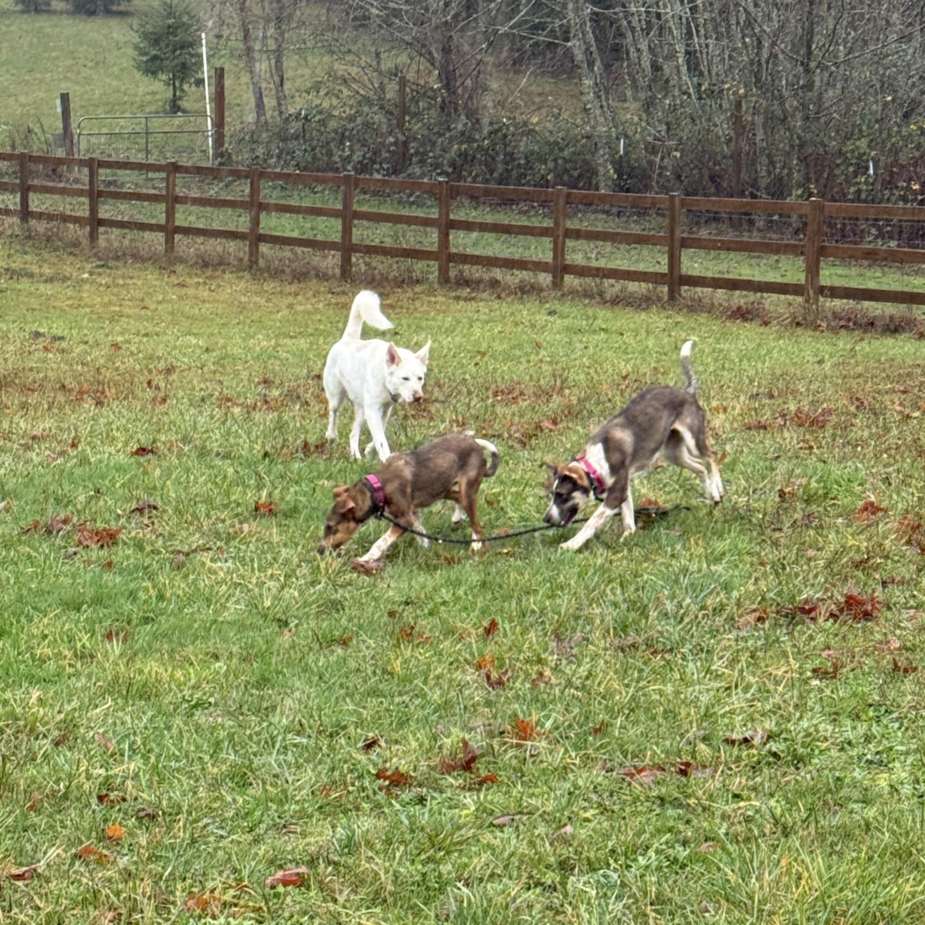 Enlarge Shelby, a Adoptable mixed breed in Blaine , WA image 4/5