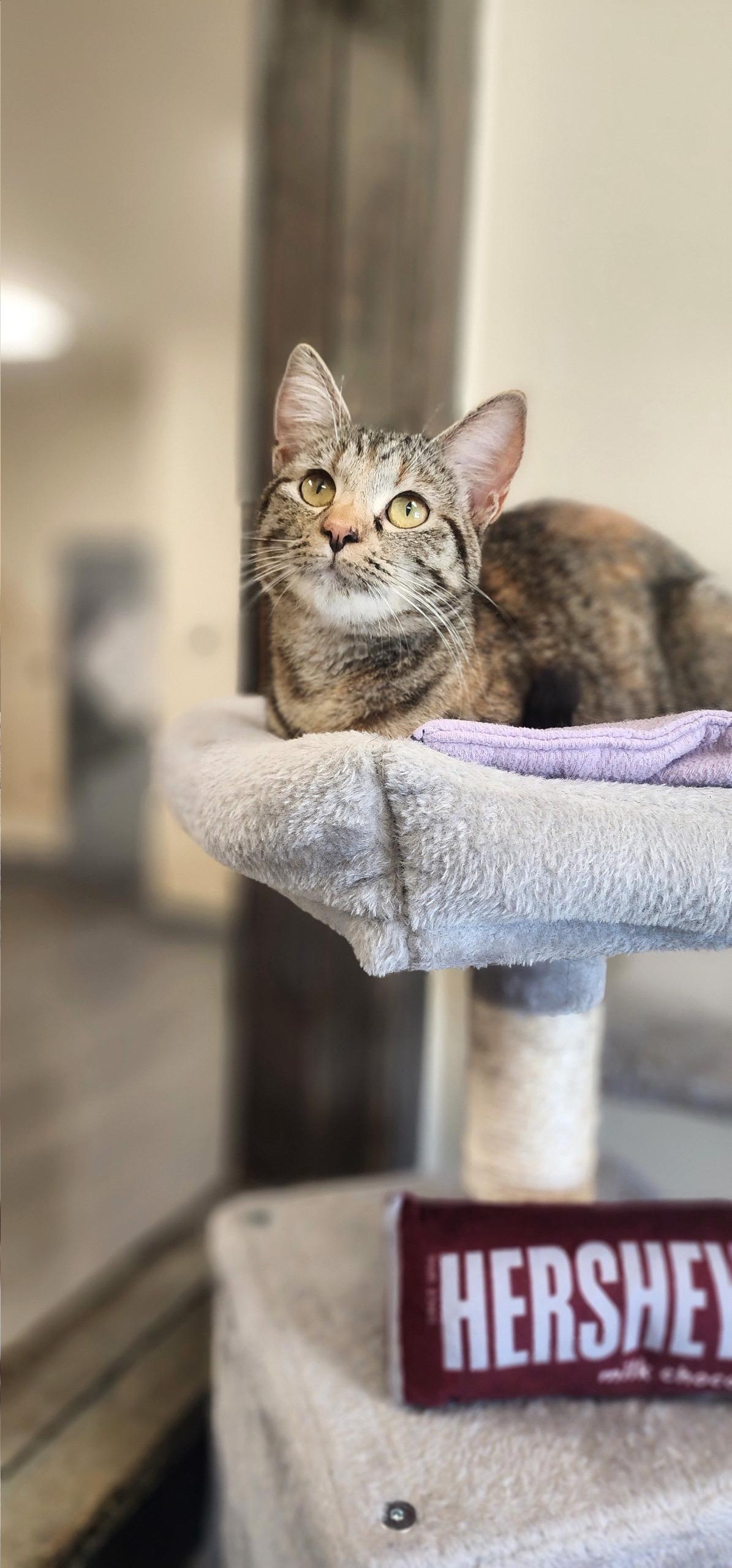 Janet, Adoptable, Adult Female Domestic Short Hair.