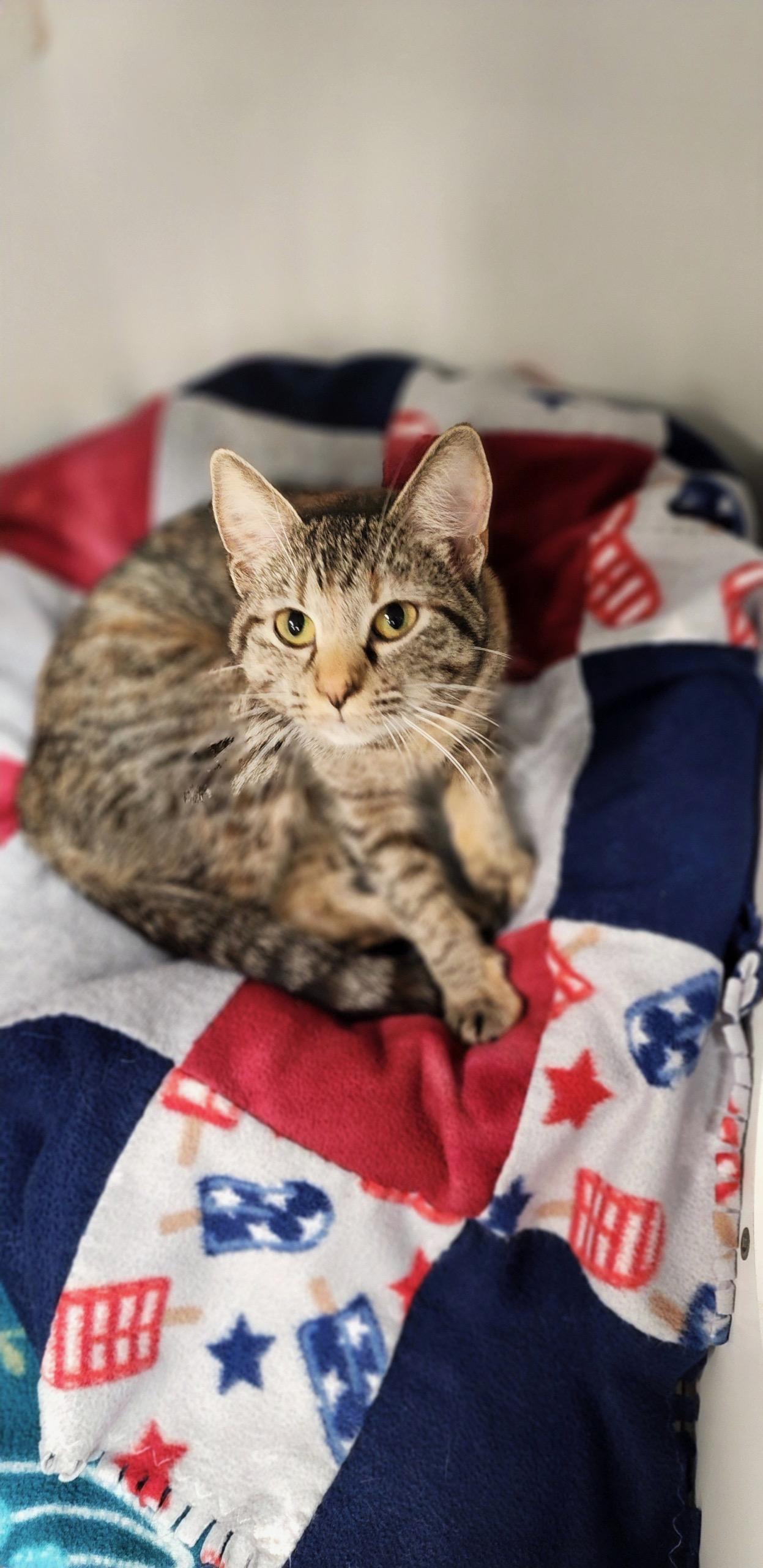 Enlarge Janet, a Adoptable Domestic Short Hair in Hazleton, IA image 2/2