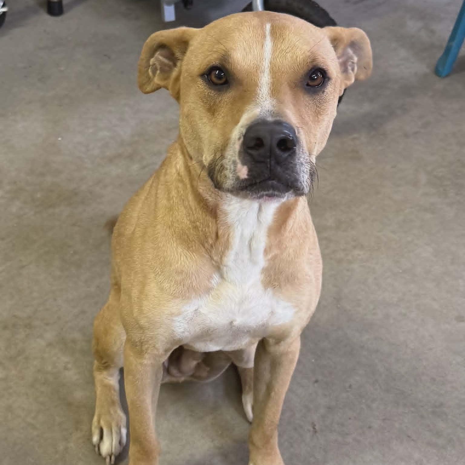 Enlarge Bruno, a ADOPTABLE mixed breed in Sparta, WI image 1/1