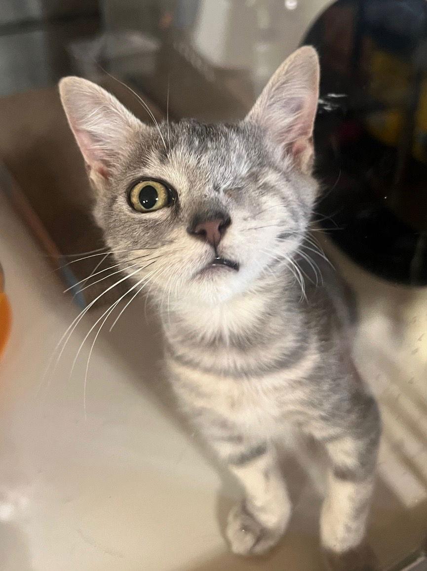 Chloe, Adoptable, Young Female Domestic Short Hair & Tabby.