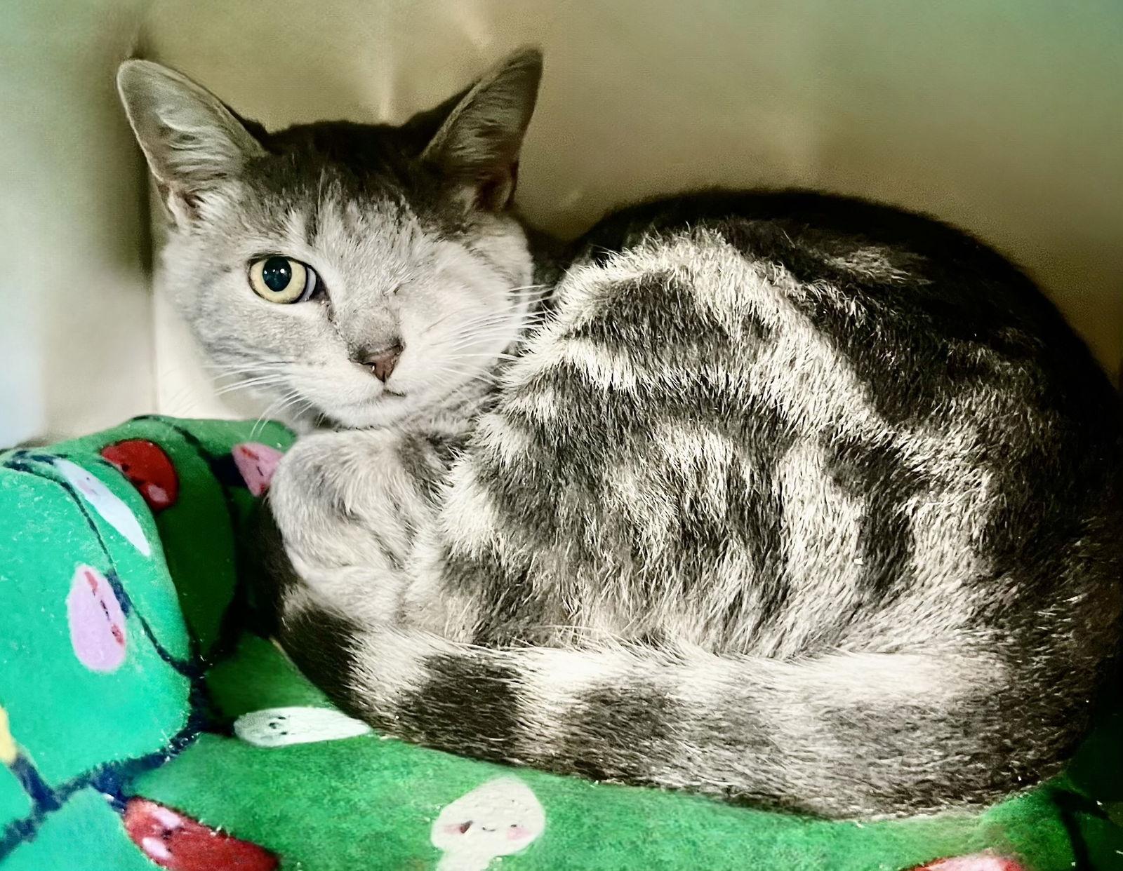 Enlarge Chloe, a Adoptable mixed breed in Hammond, LA image 2/3