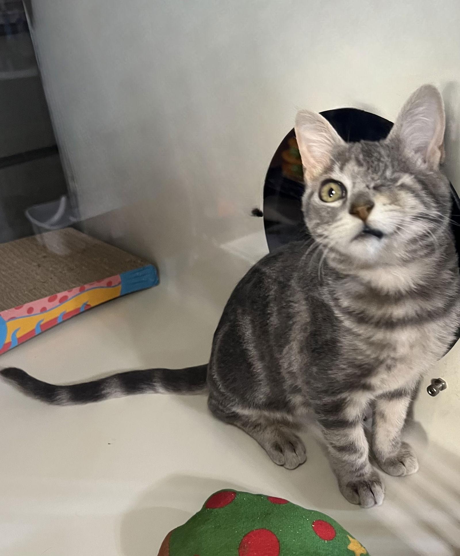 Enlarge Chloe, a Adoptable mixed breed in Hammond, LA image 3/3