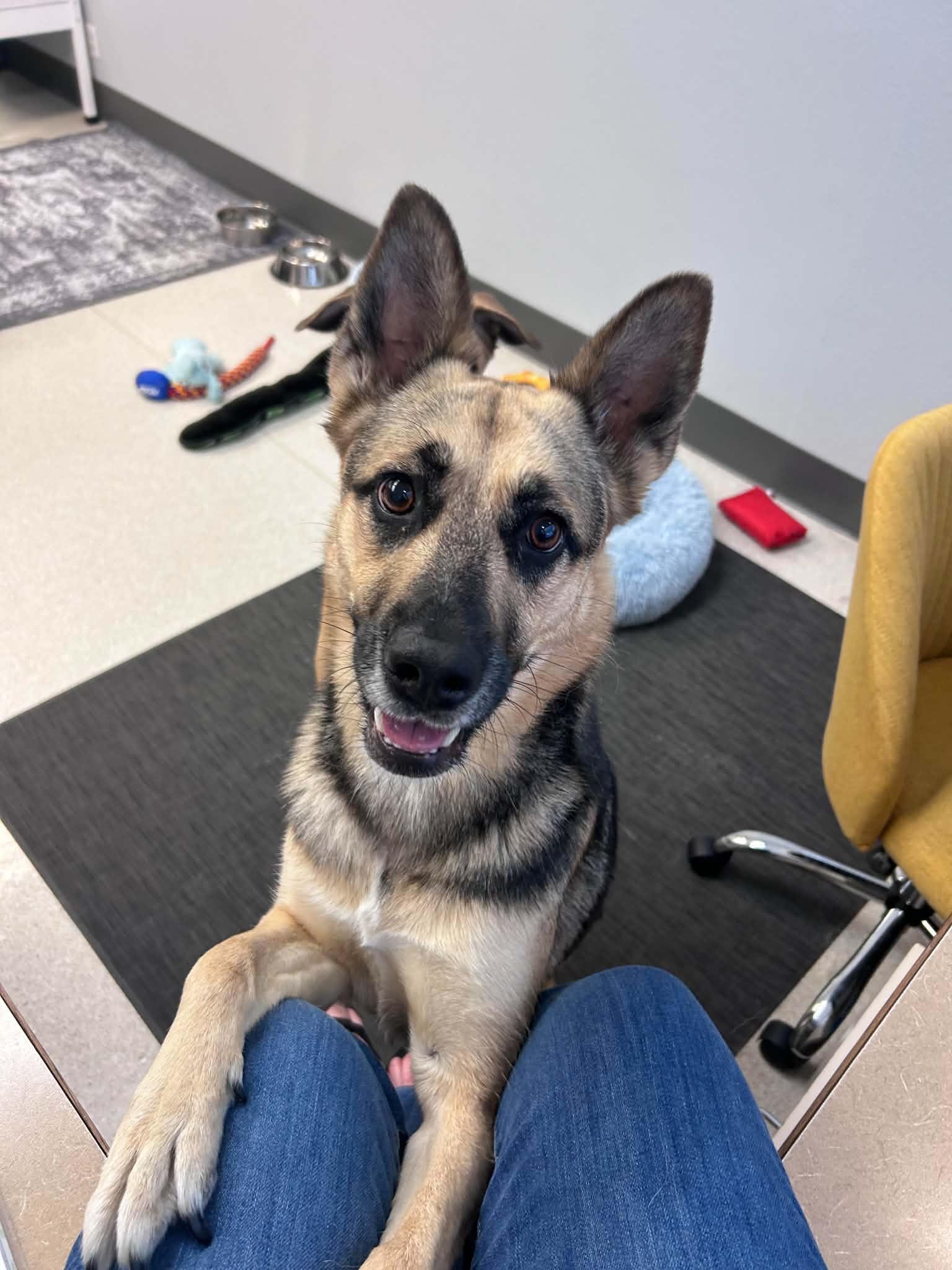 Hazel, Adoptable, Adult Female German Shepherd Dog.