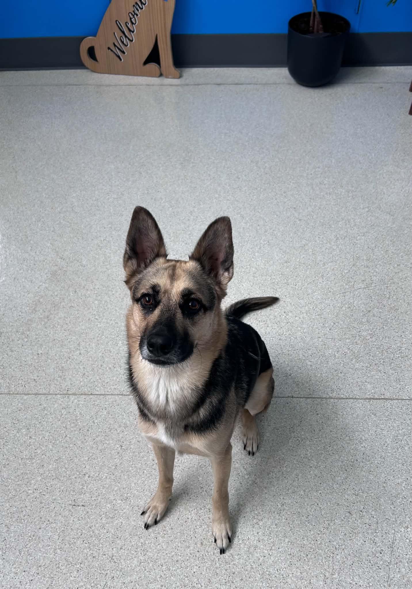 Hazel, a Adoptable mixed breed in Seattle, WA image 2/5