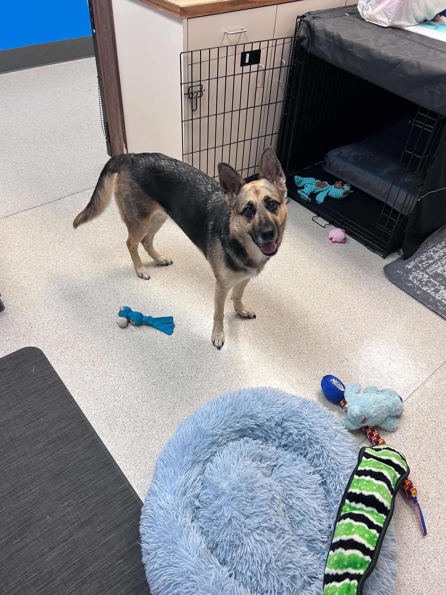 Hazel, a Adoptable mixed breed in Seattle, WA image 4/5