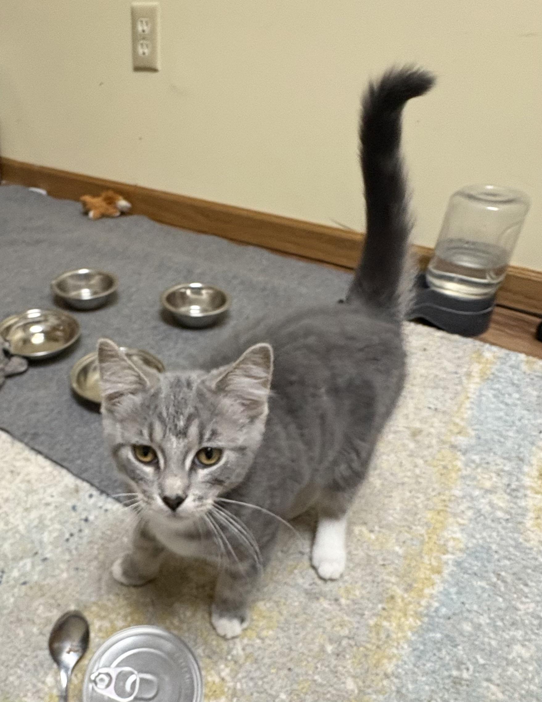 Minske, Adoptable, Kitten Female Domestic Short Hair.