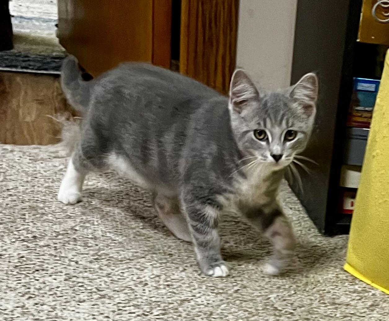 Minske, a Adoptable Domestic Short Hair in Faribault, MN image 2/2