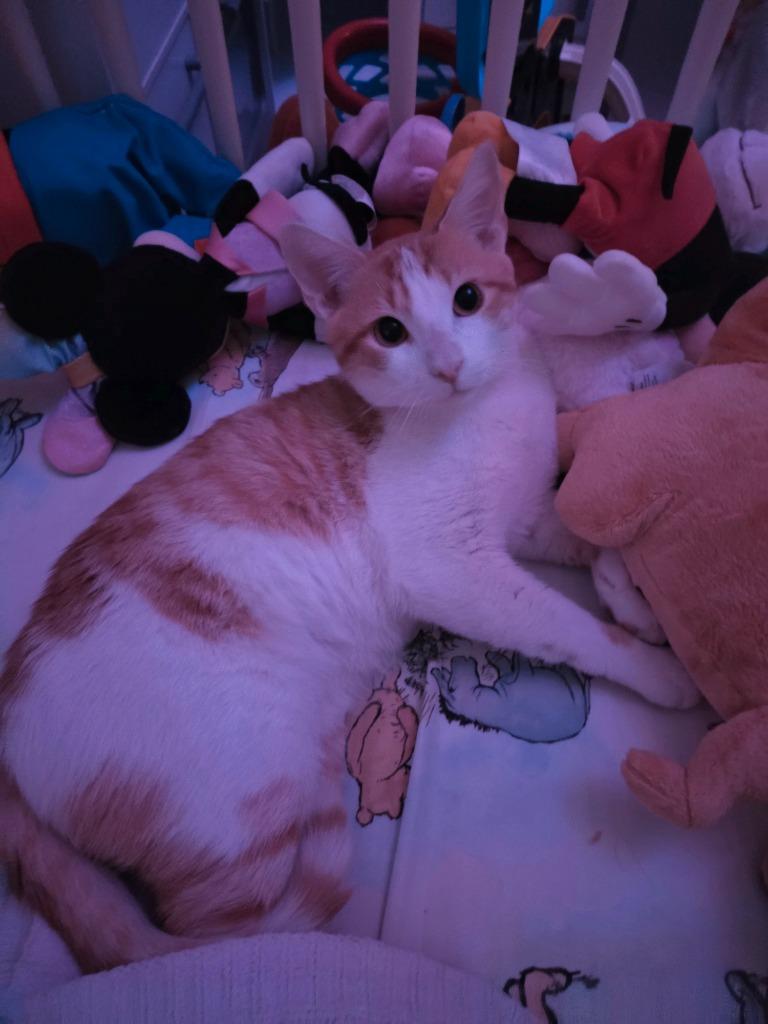 Enlarge Biscotti, a Adoptable Domestic Short Hair in Fort Myers, FL image 1/3