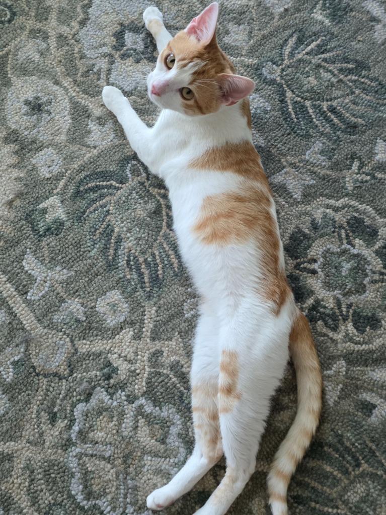 Enlarge Biscotti, a Adoptable Domestic Short Hair in Fort Myers, FL image 2/3