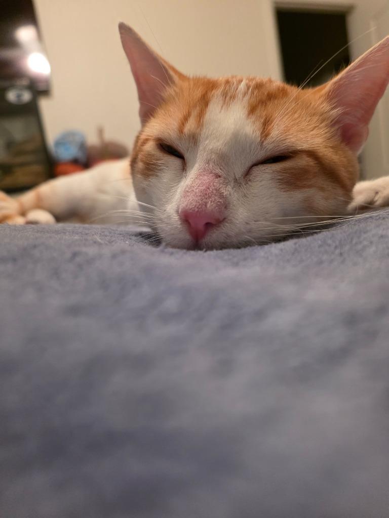 Enlarge Biscotti, a Adoptable Domestic Short Hair in Fort Myers, FL image 3/3