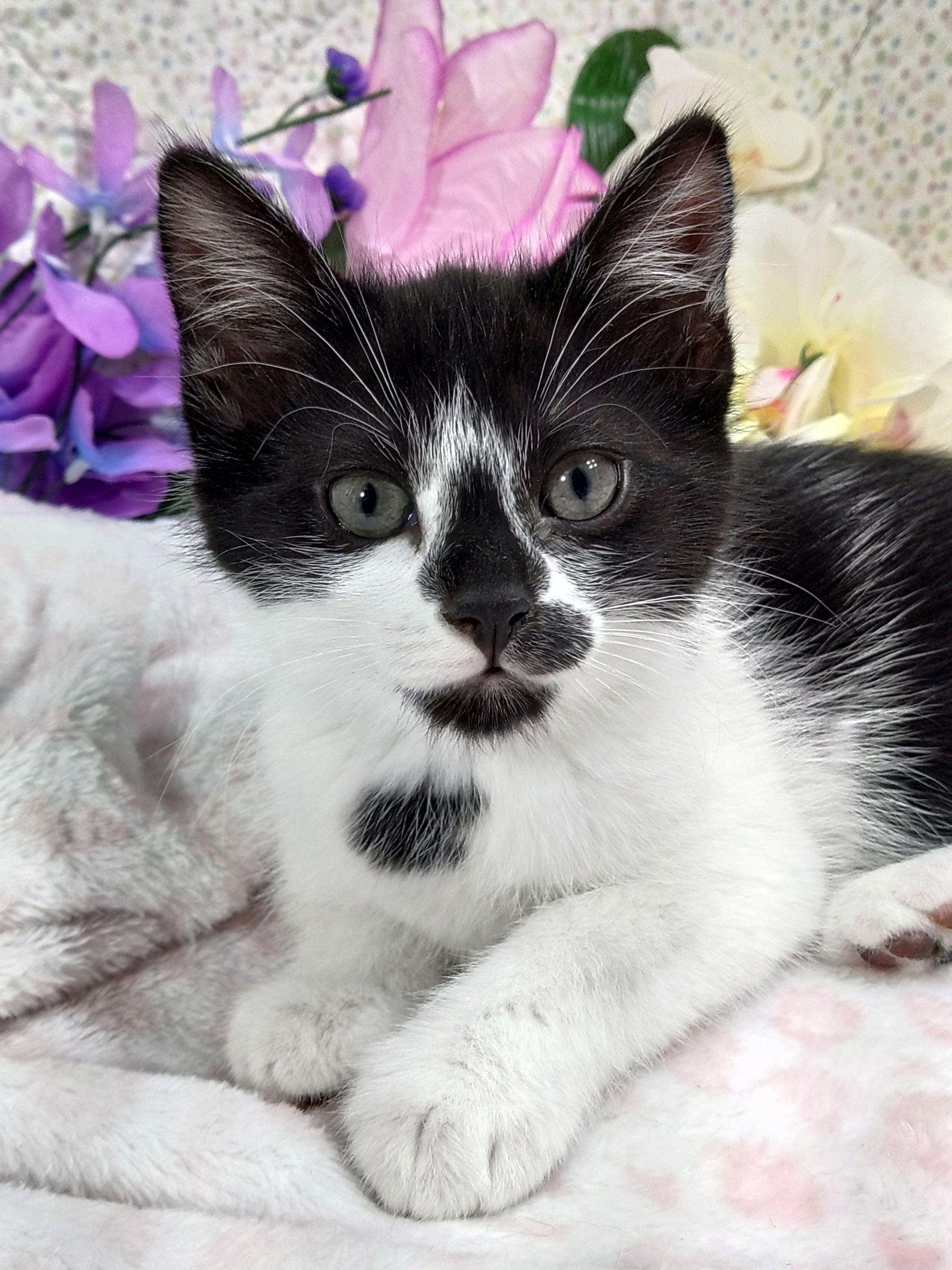 Enlarge Izzy, a ADOPTABLE Tuxedo in Tigard, OR image 2/2