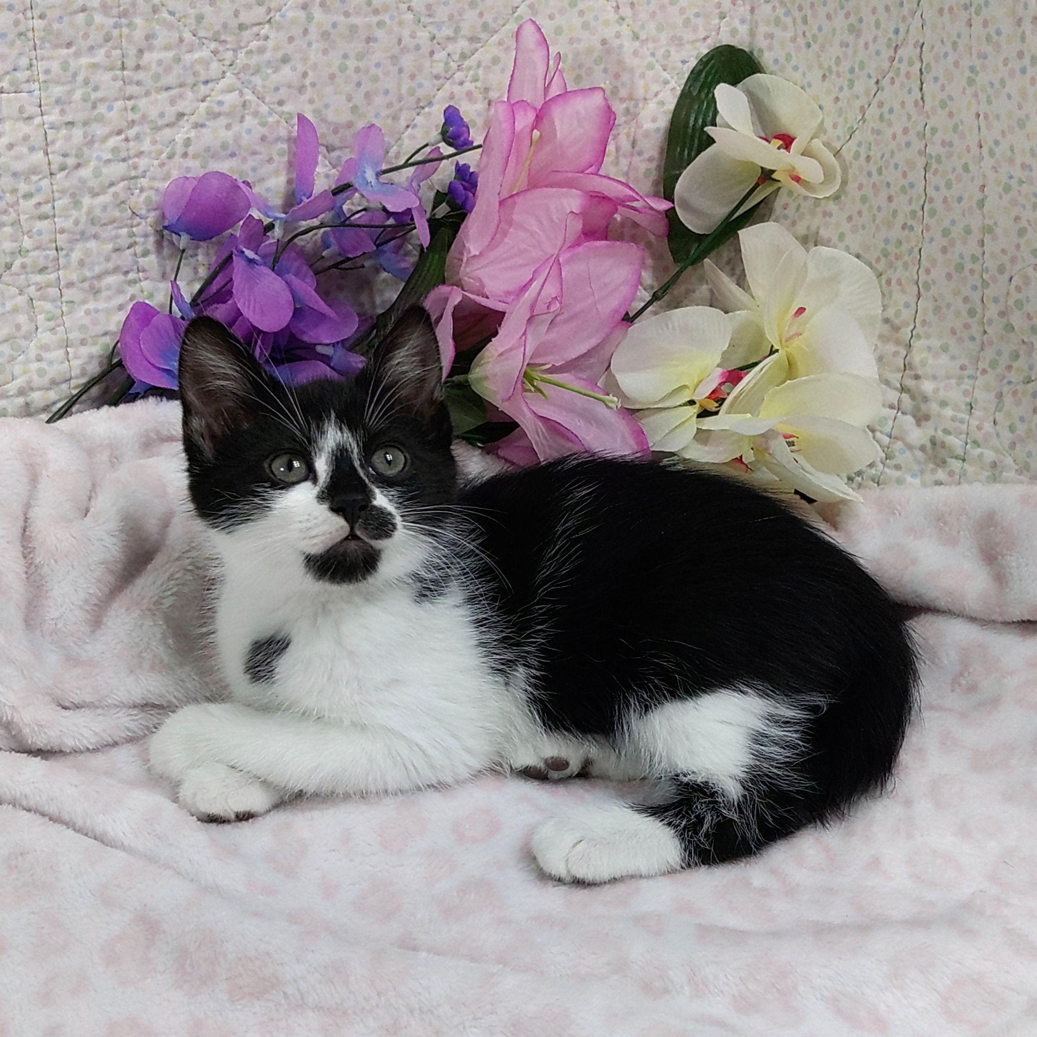 Enlarge Izzy, a ADOPTABLE Tuxedo in Tigard, OR image 1/2