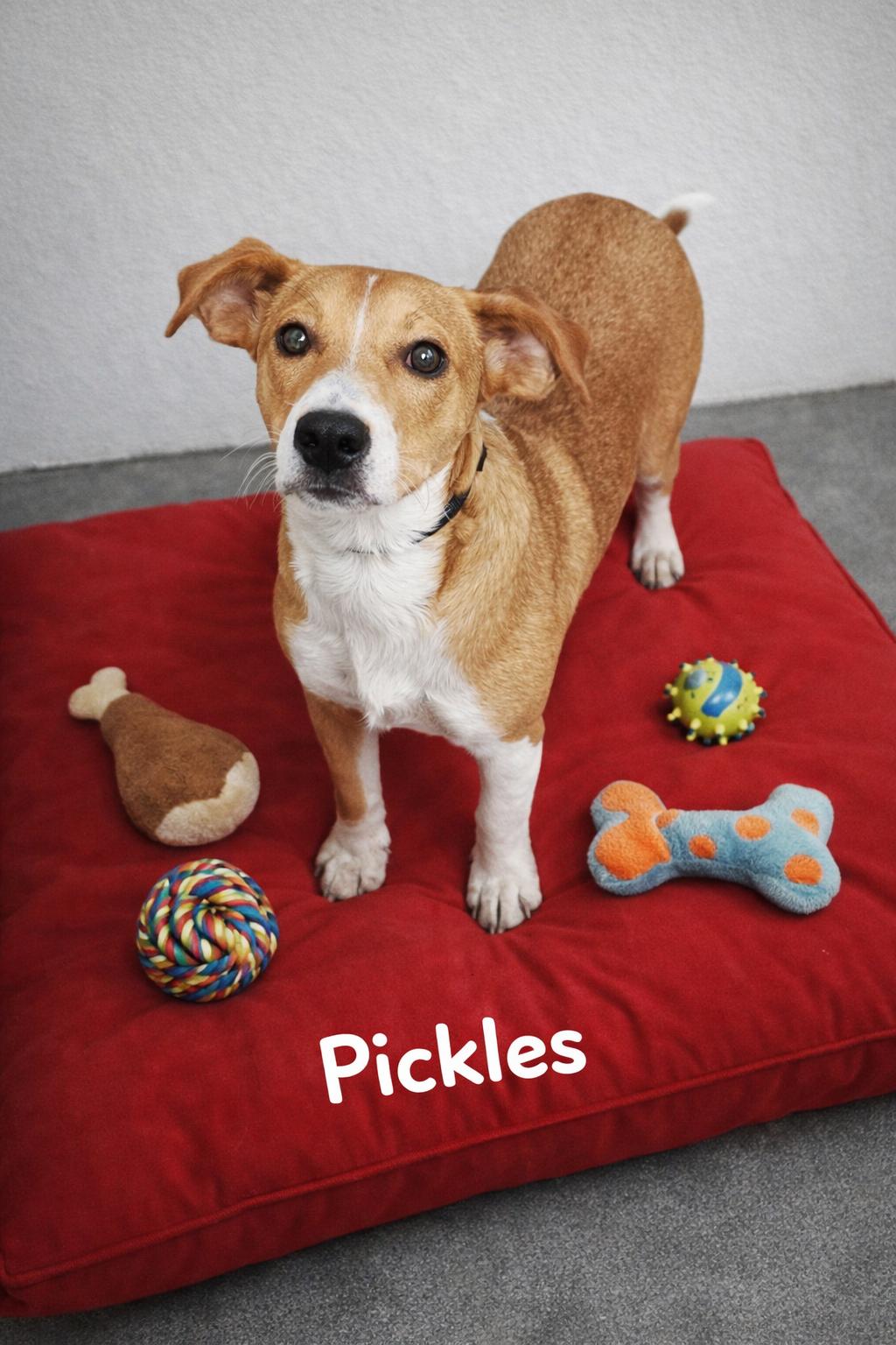 Enlarge Pickles, an adopted mixed breed in Momence, IL image 1/1