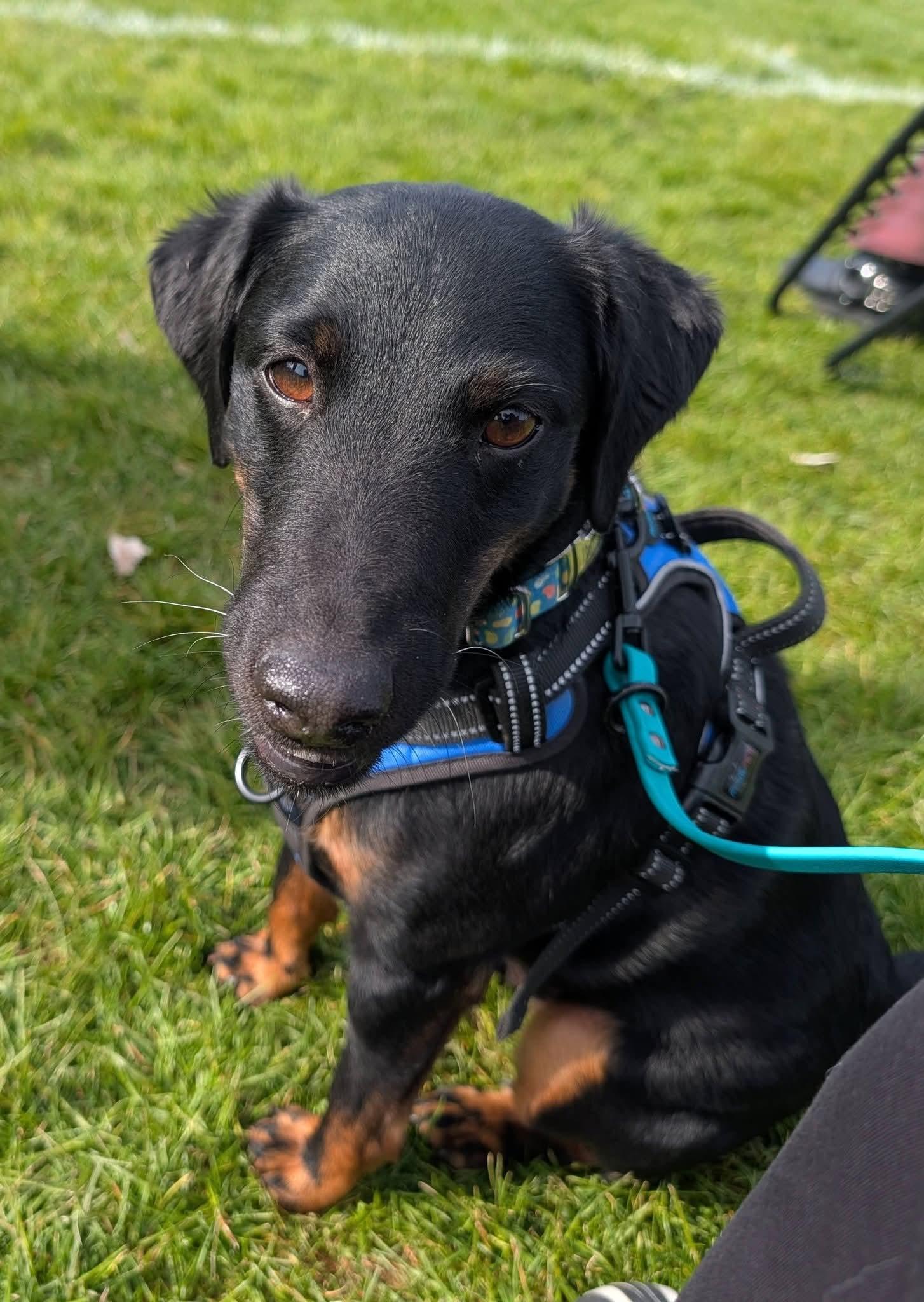 Enlarge Godfrey, a ADOPTABLE Terrier in Grand Rapids, MI image 3/4