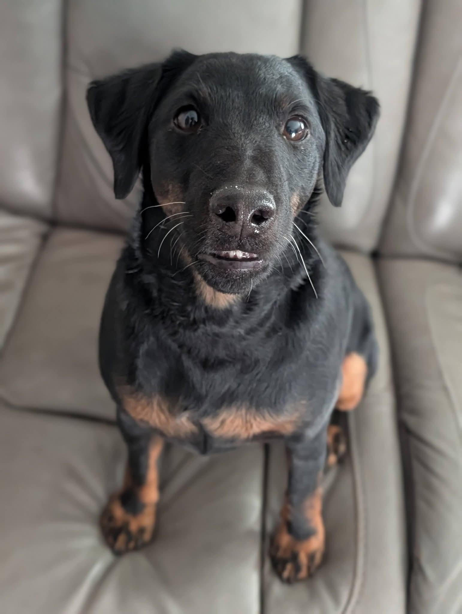 Enlarge Godfrey, a ADOPTABLE Terrier in Grand Rapids, MI image 4/4