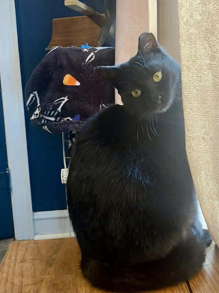 Scarlet, Adoptable, Adult Female Domestic Short Hair.