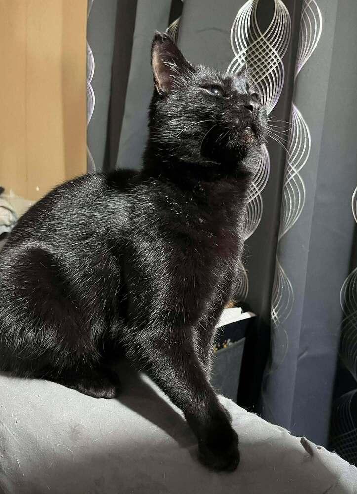 Enlarge Scarlet, a Adoptable mixed breed in South Bend, IN image 2/5