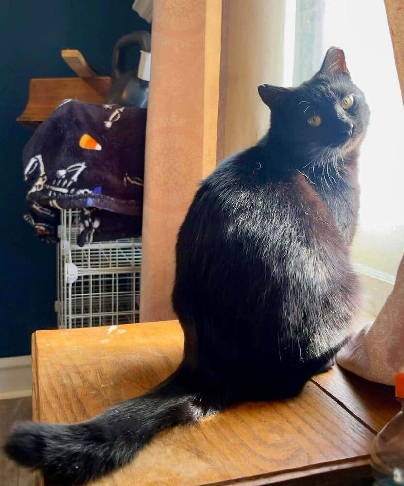 Enlarge Scarlet, a Adoptable mixed breed in South Bend, IN image 3/5