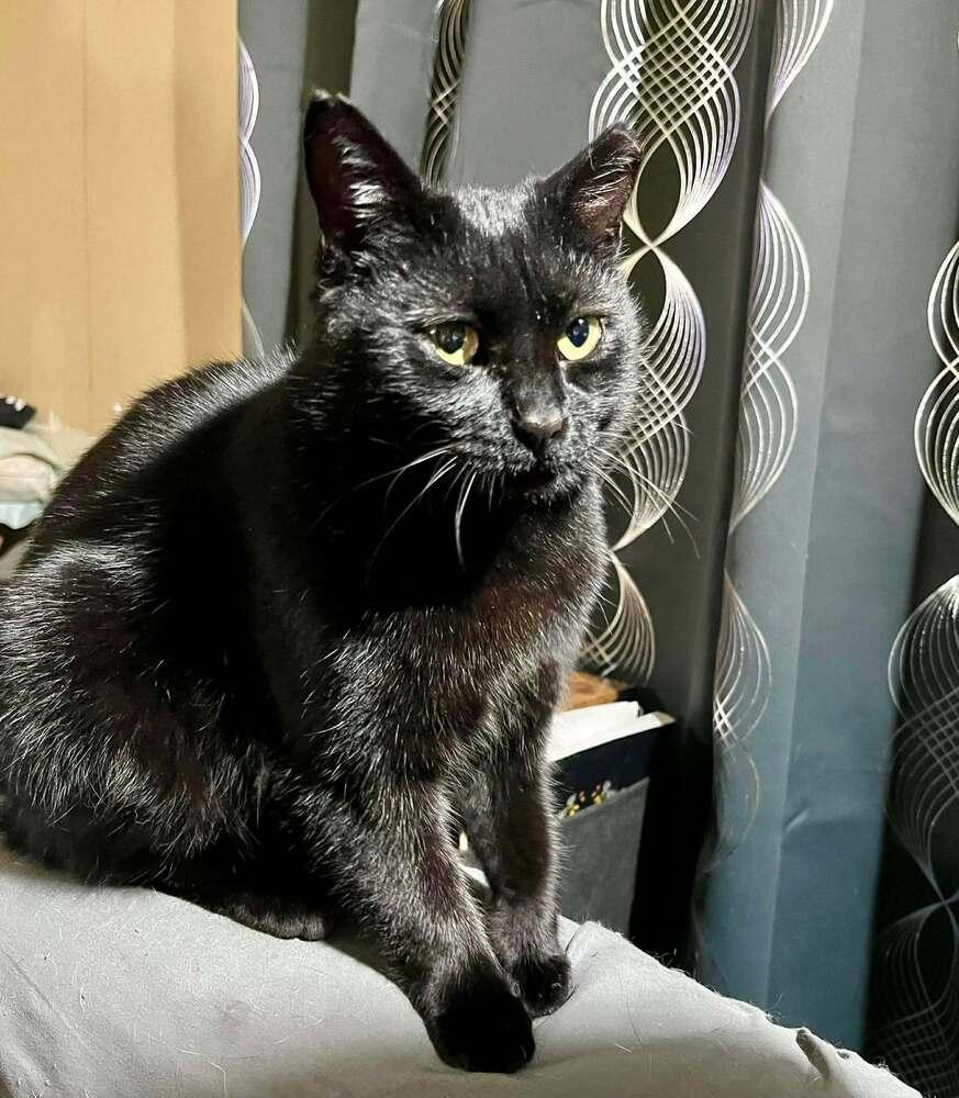 Enlarge Scarlet, a Adoptable mixed breed in South Bend, IN image 4/5