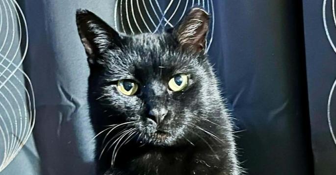 Enlarge Scarlet, a Adoptable mixed breed in South Bend, IN image 5/5