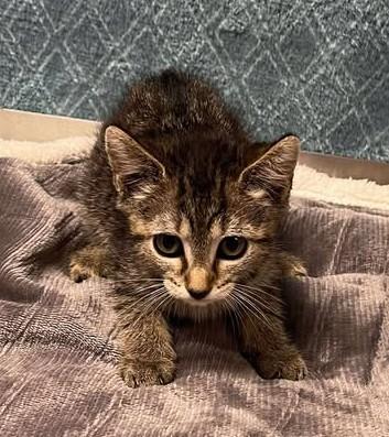 Belize, Young Female Domestic Short Hair