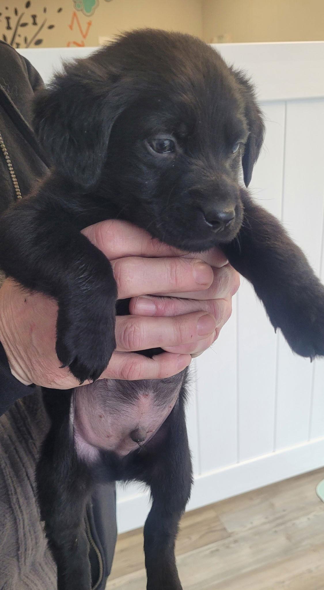 Enlarge Chip, a Adoptable Labrador Retriever in Jenkintown, PA image 1/1