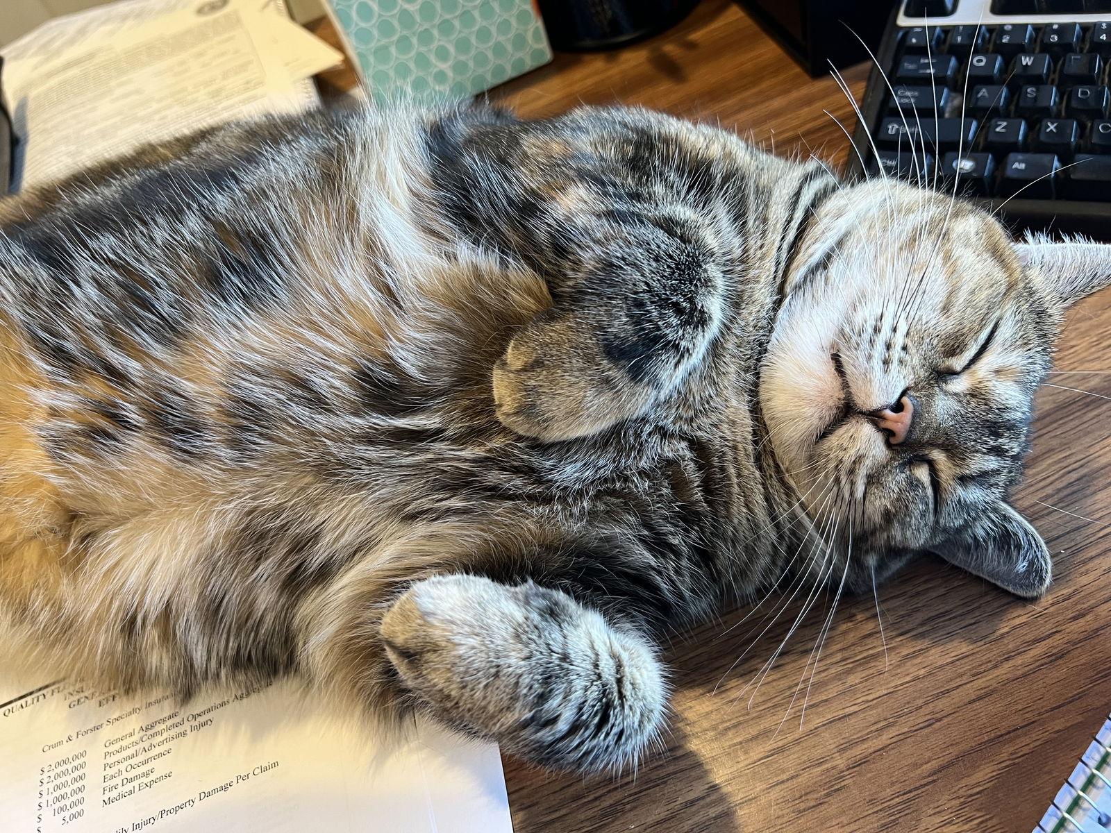 Dutchess, Adoptable, Adult Female Tabby & Domestic Short Hair.