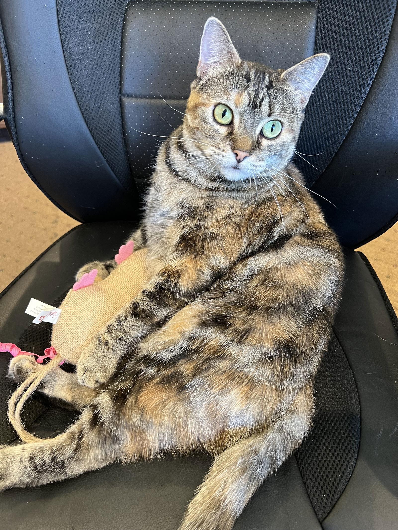 Enlarge Dutchess, a Adoptable mixed breed in Cypress, TX image 2/6