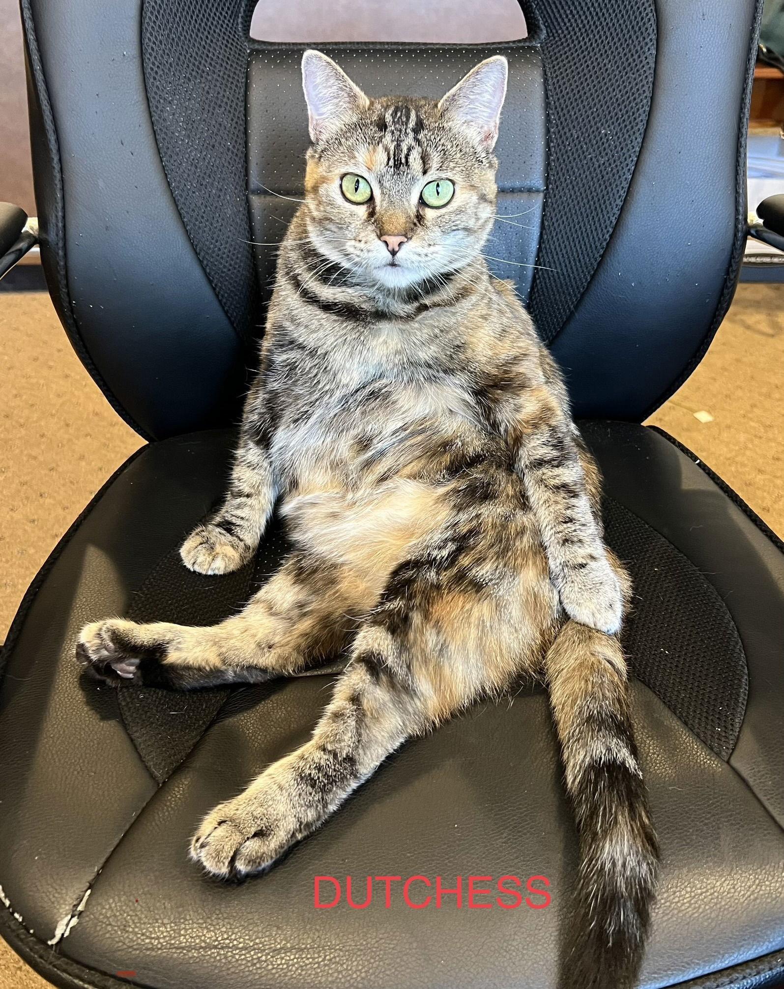 Dutchess, Adoptable, Adult Female Tabby & Domestic Short Hair.