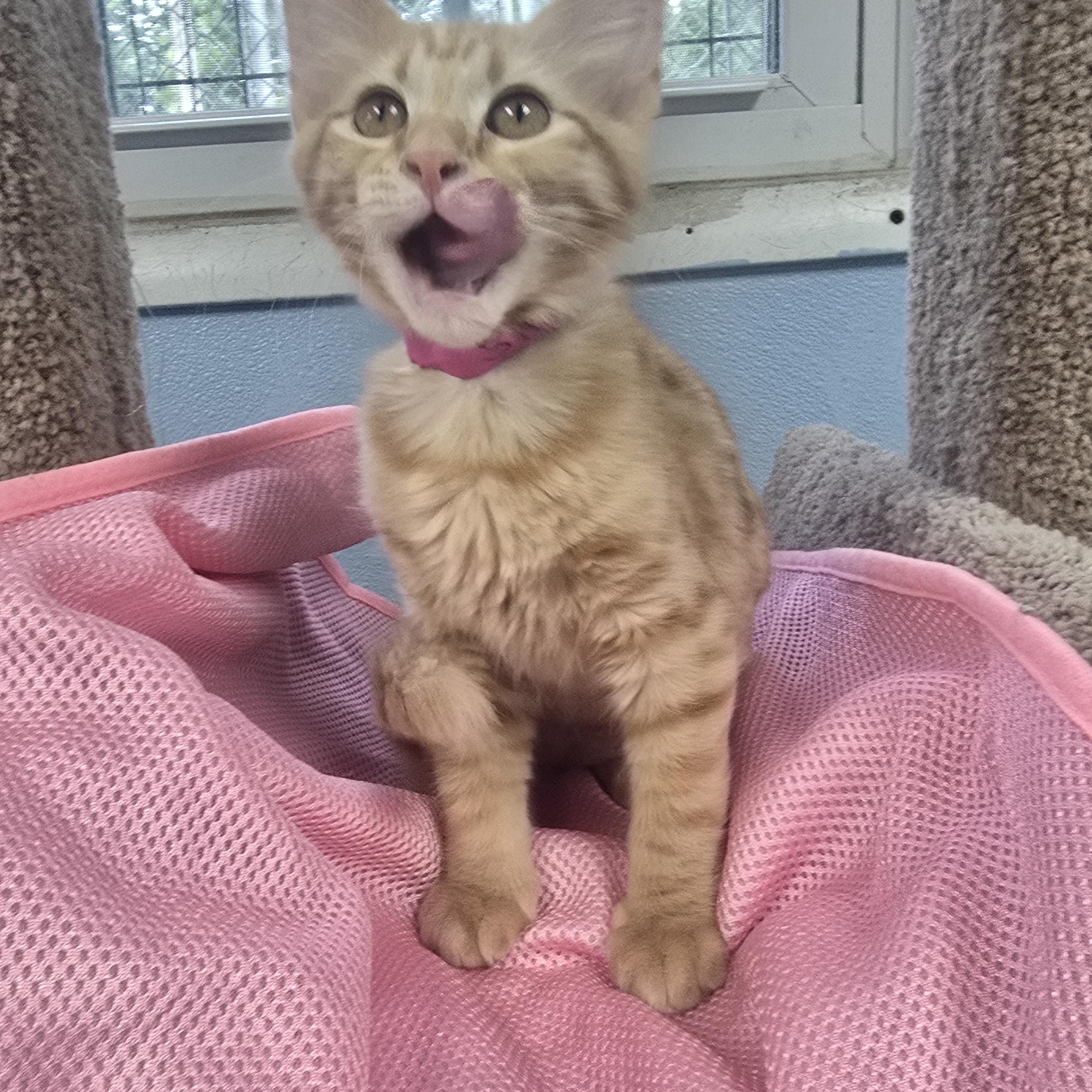 Strawberry, an adopted Domestic Medium Hair in Farmington, MO image 2/2