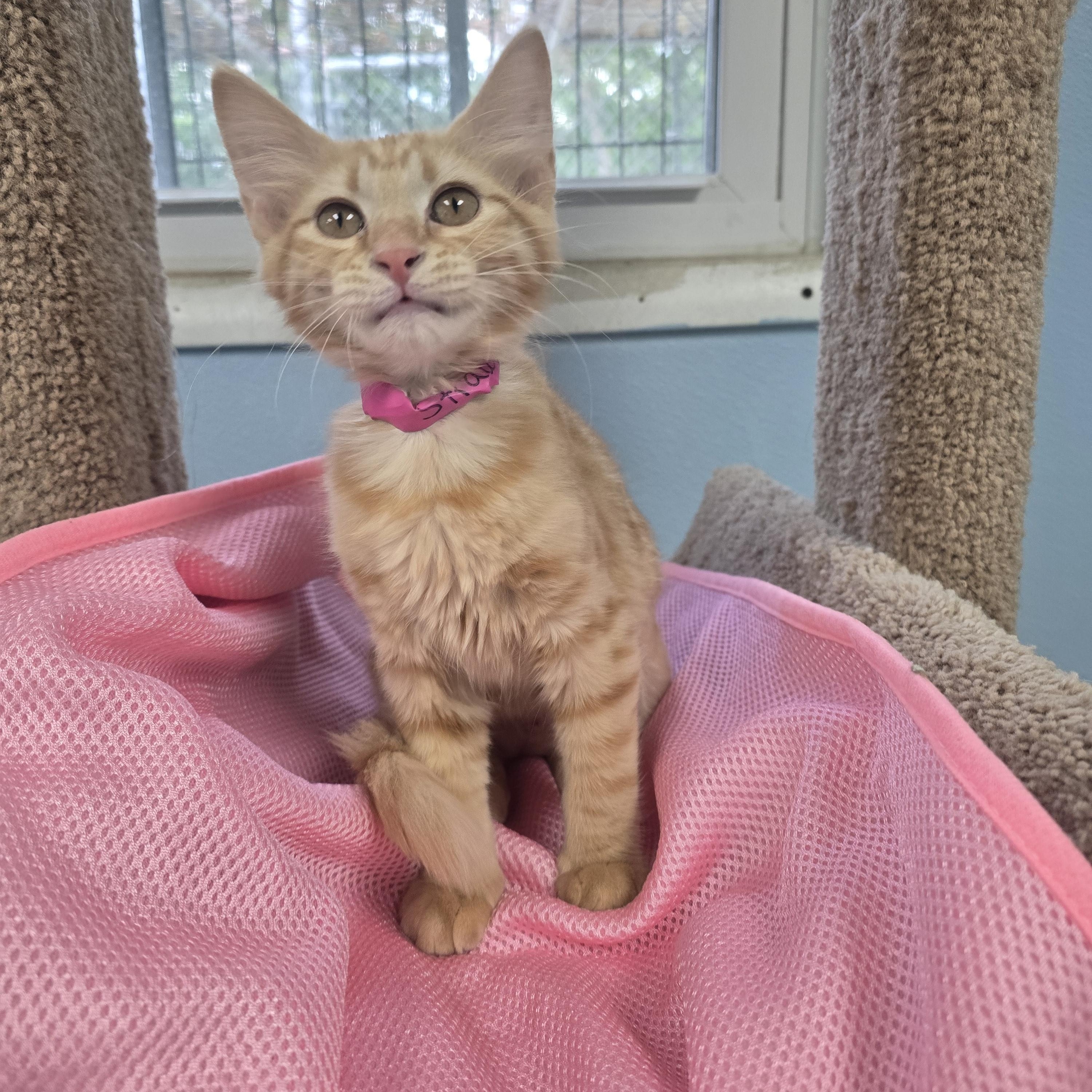 Strawberry, adopted, Kitten Female Domestic Medium Hair.